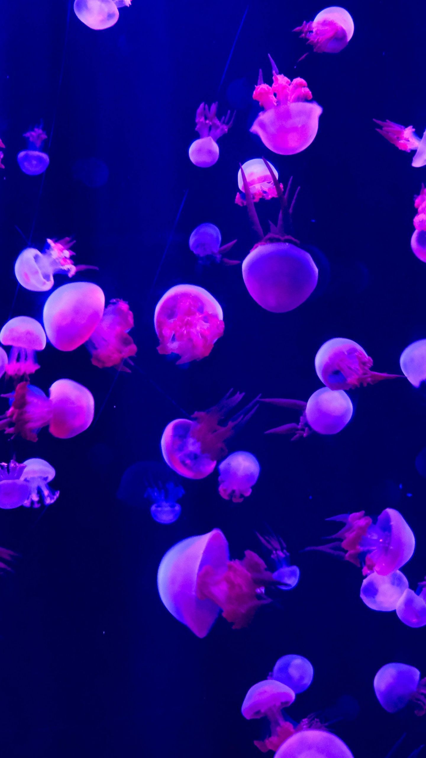 Jellyfish