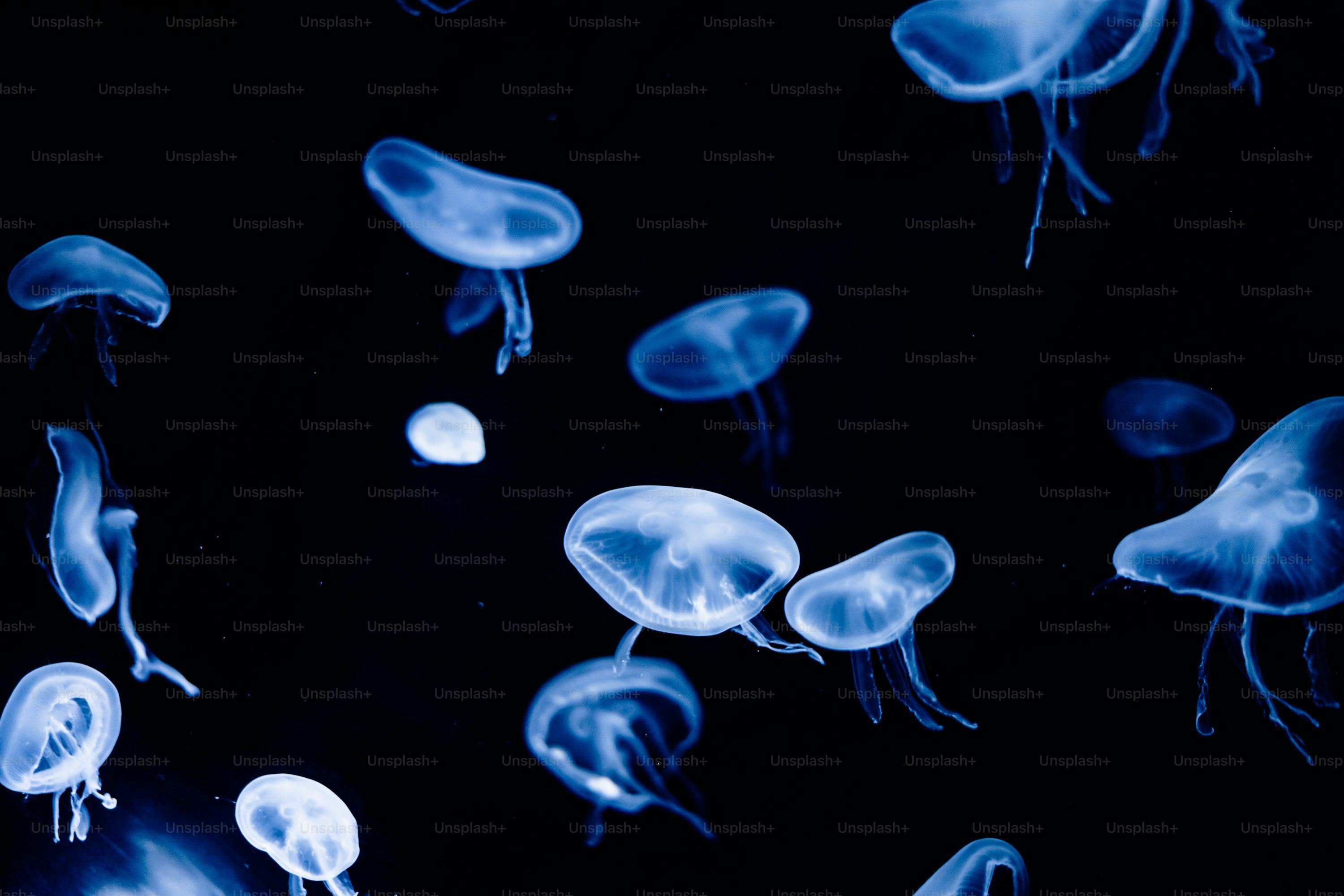 Jellyfish