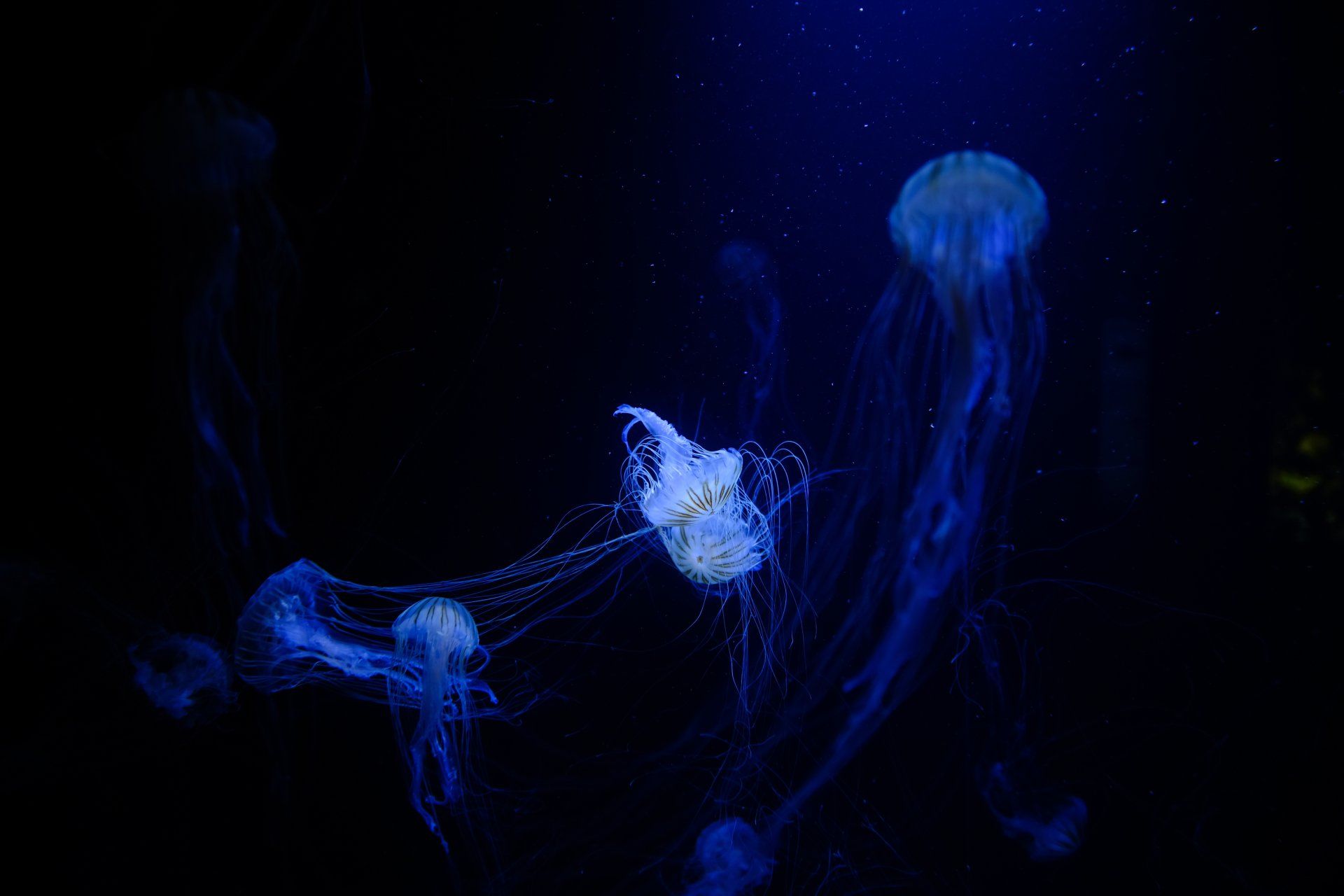 Animal Jellyfish 4k Ultra HD Wallpaper