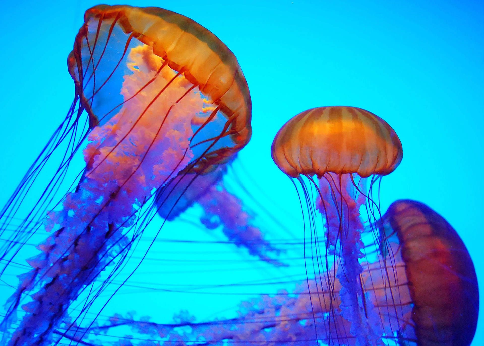 Jellyfish