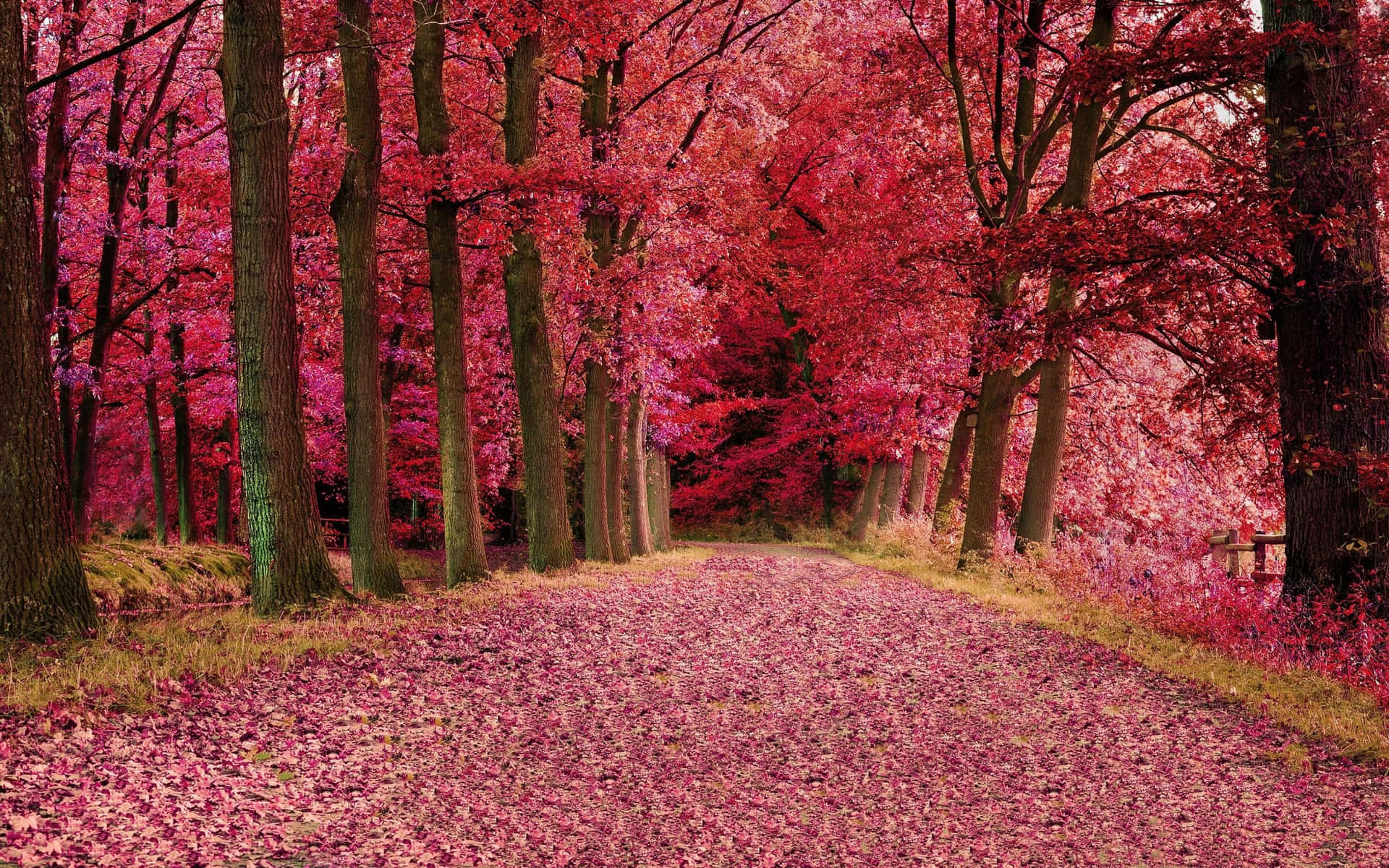 Pink Fall Aesthetic Wallpaper