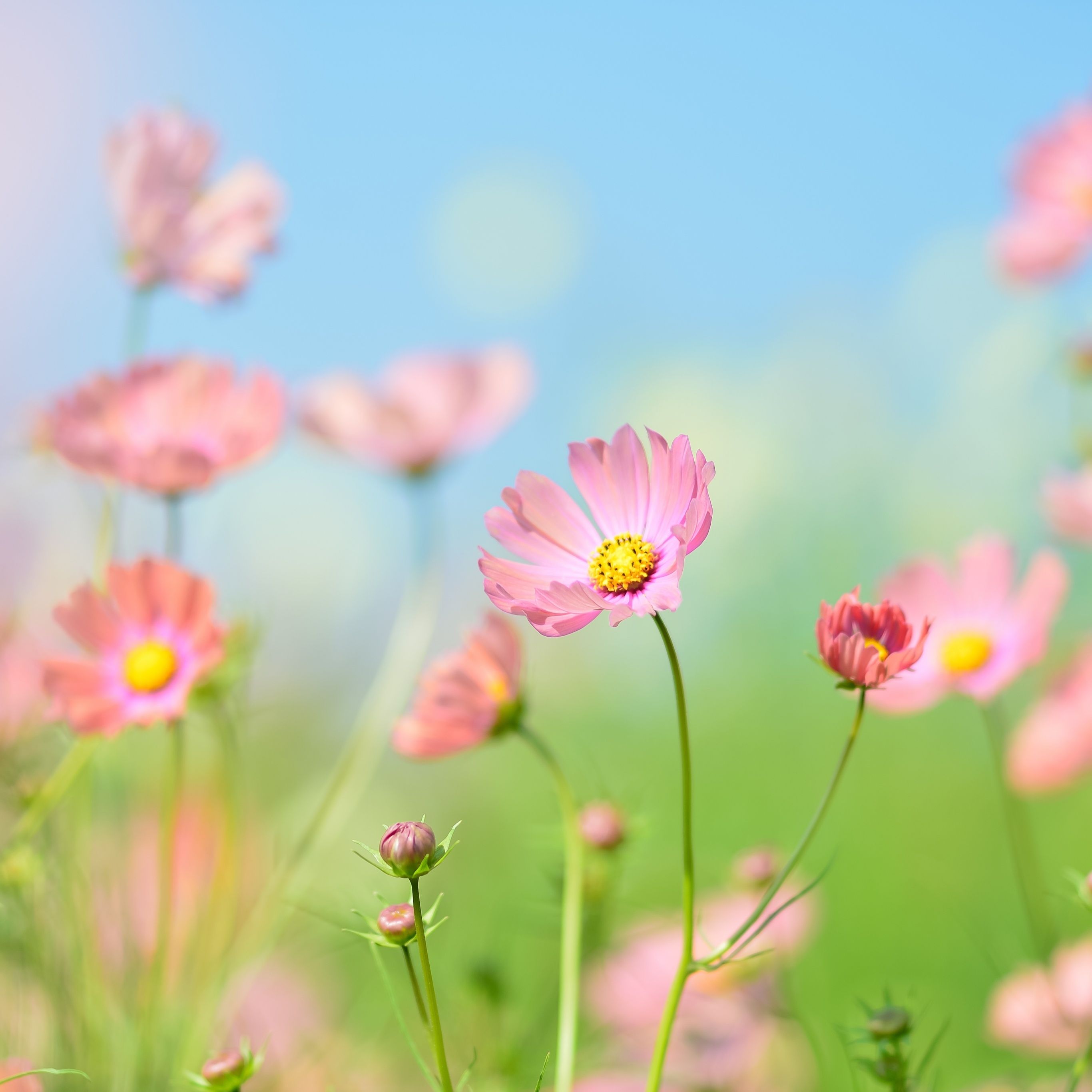 A field of pink flowers in the sun - Summer