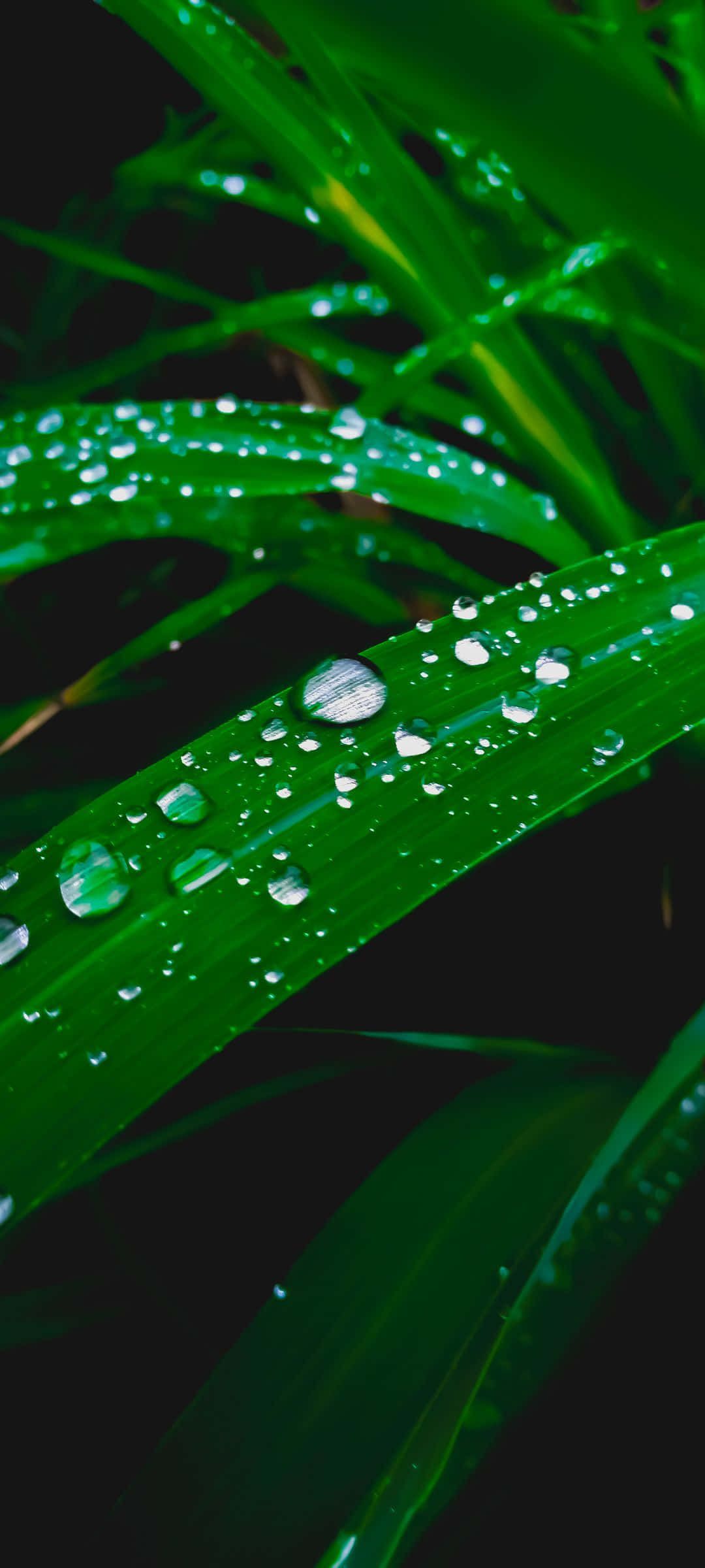 1080x2400, leaves, rain