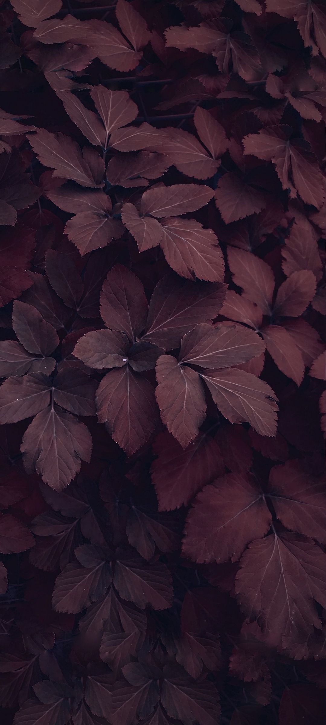 1080x2400, leaves