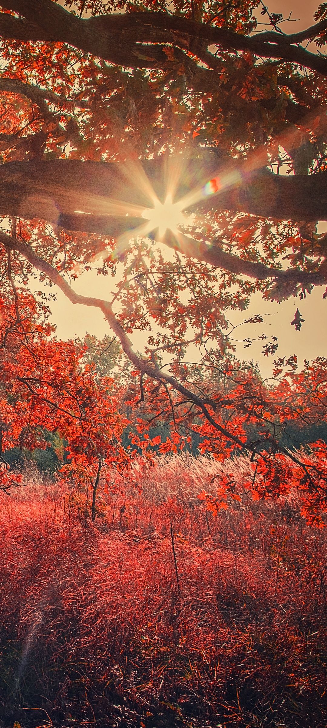 Fall, sunlight, 1080x2400