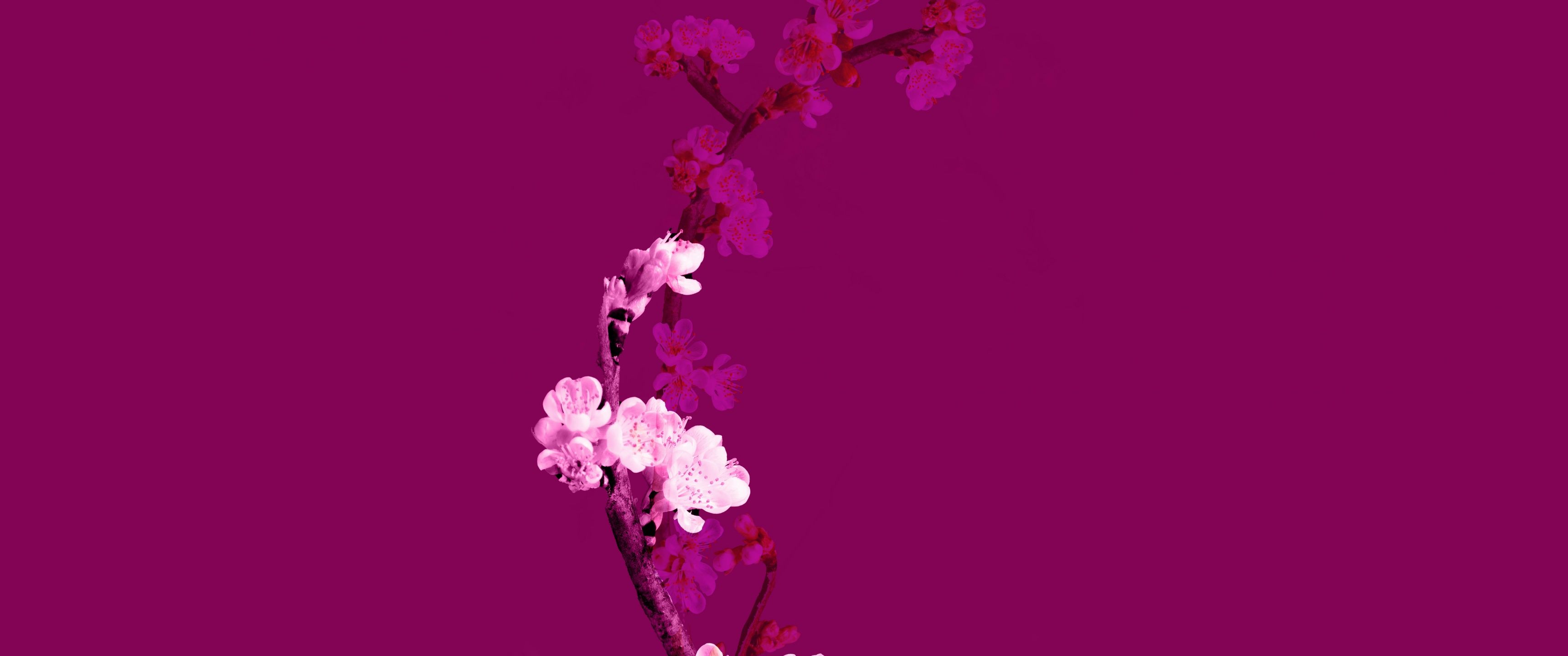 Cherry blossom Wallpaper 4K, Plum