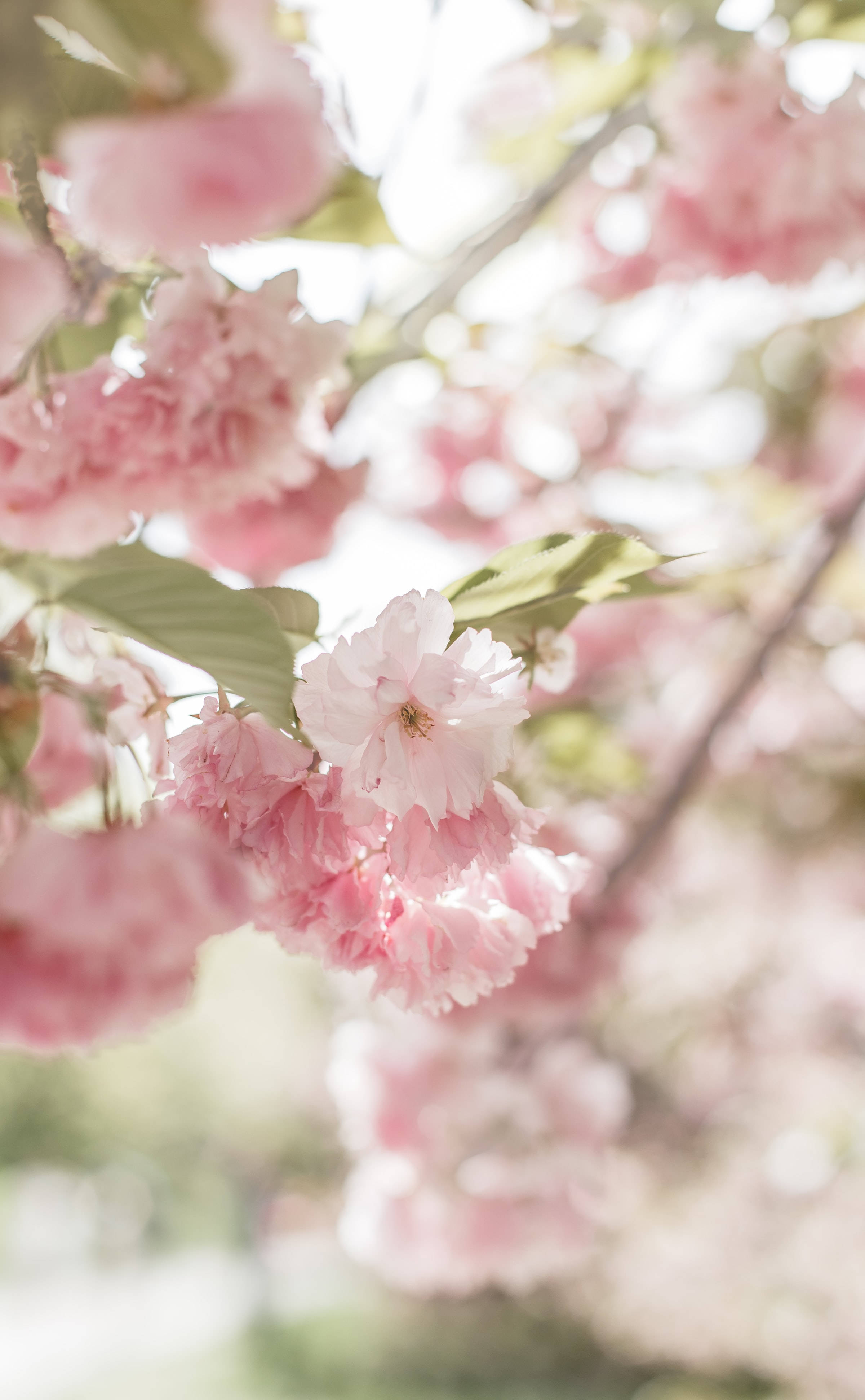 Cherry Blossom HD Wallpaper 300++