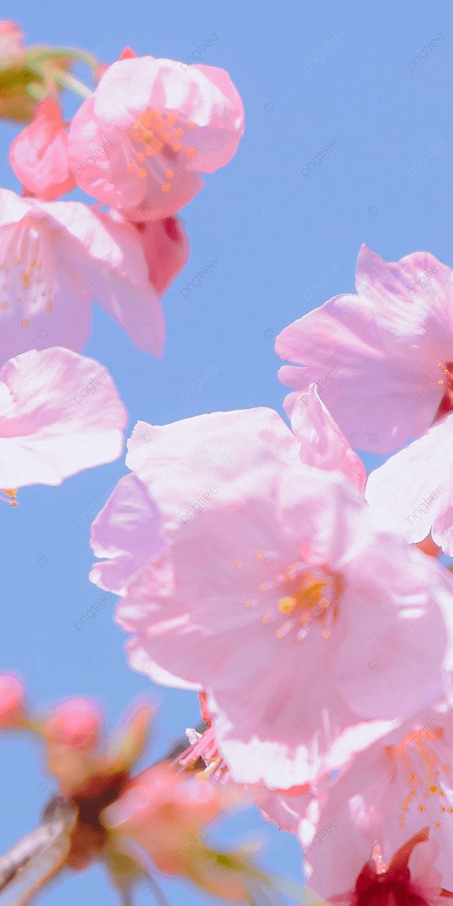 Blue Sky Background Pink Cherry Blossom