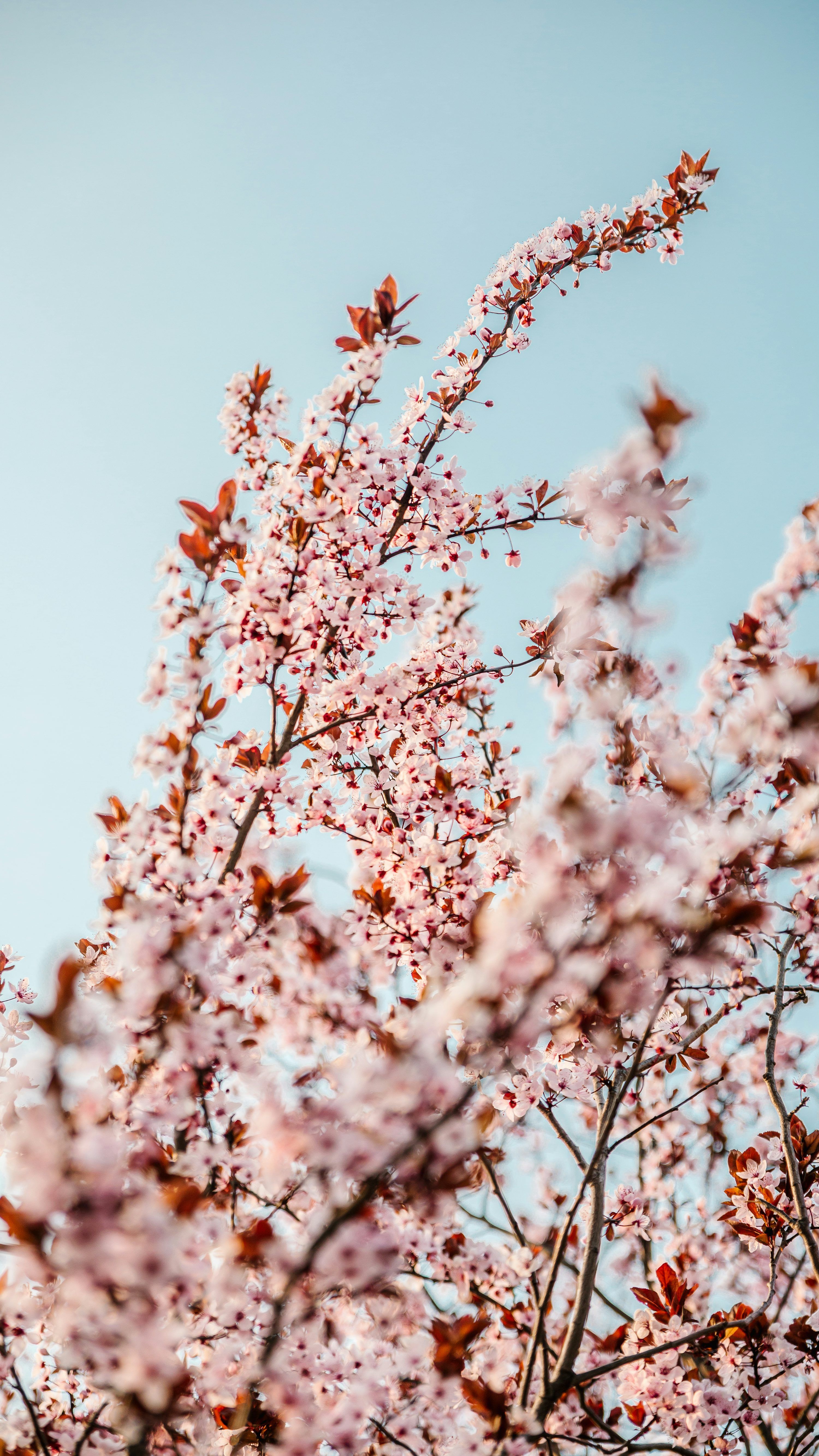 White cherry blossom tree during