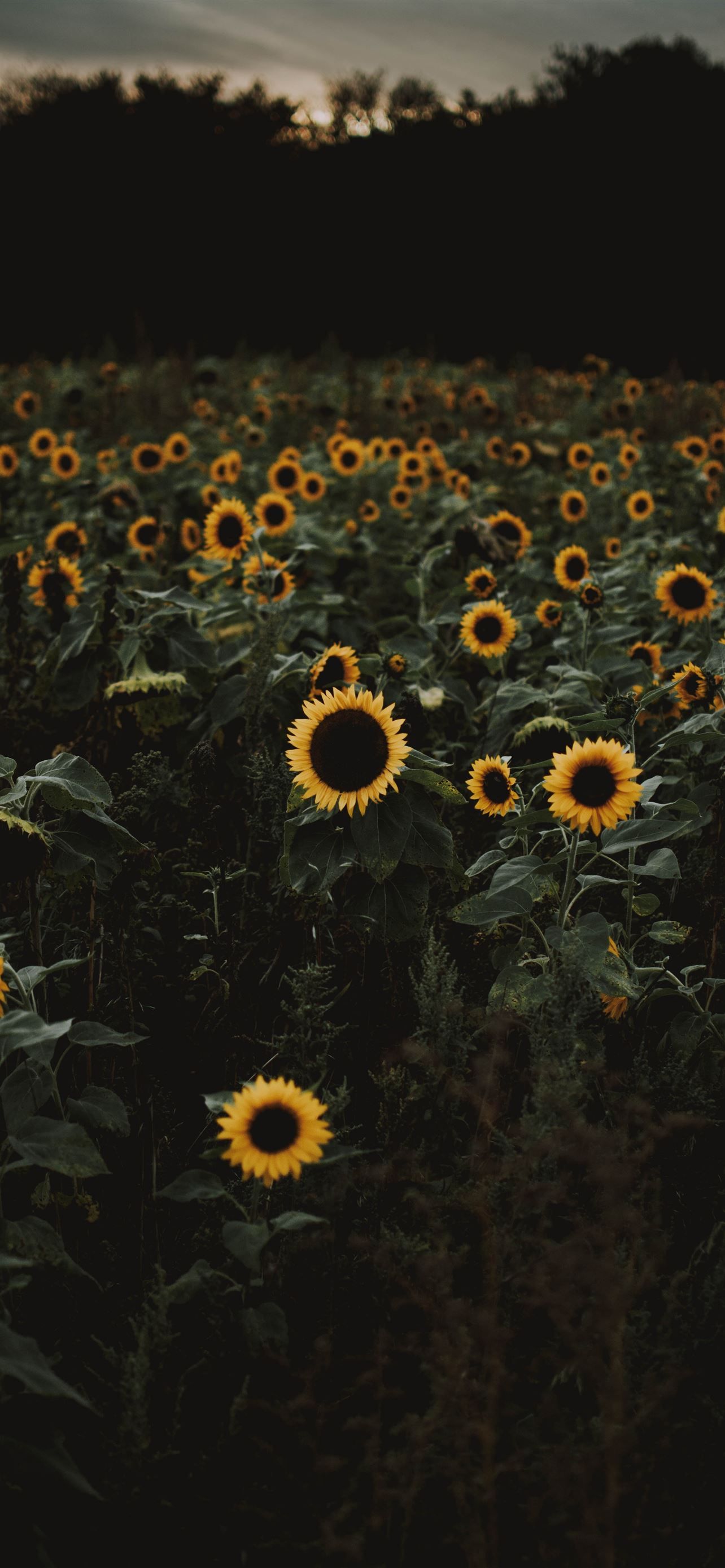 The road to freedom is bordered with sunflowers iPhone Wallpaper Free Download