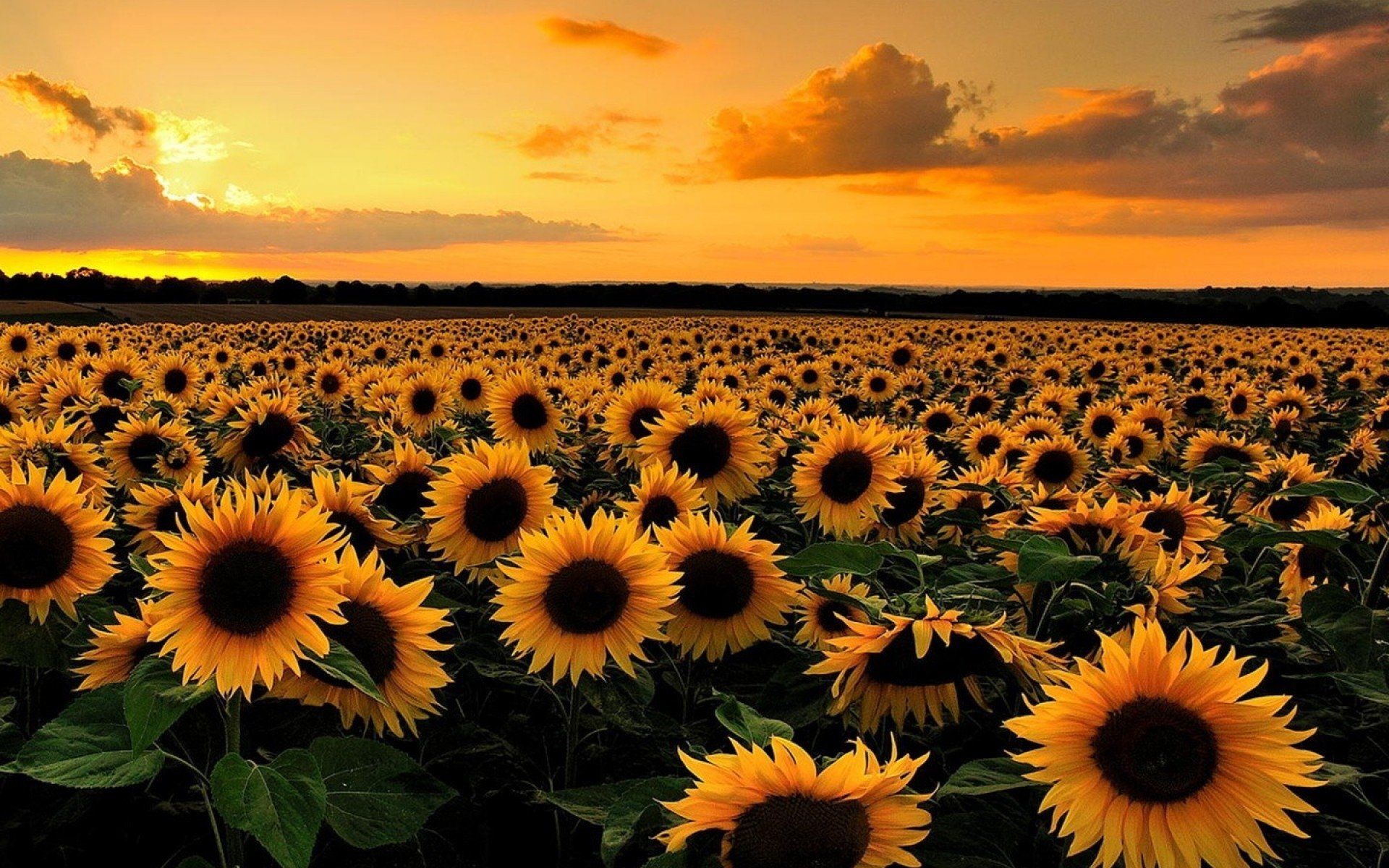 A field of sunflowers with the sun setting in the background - Sunflower