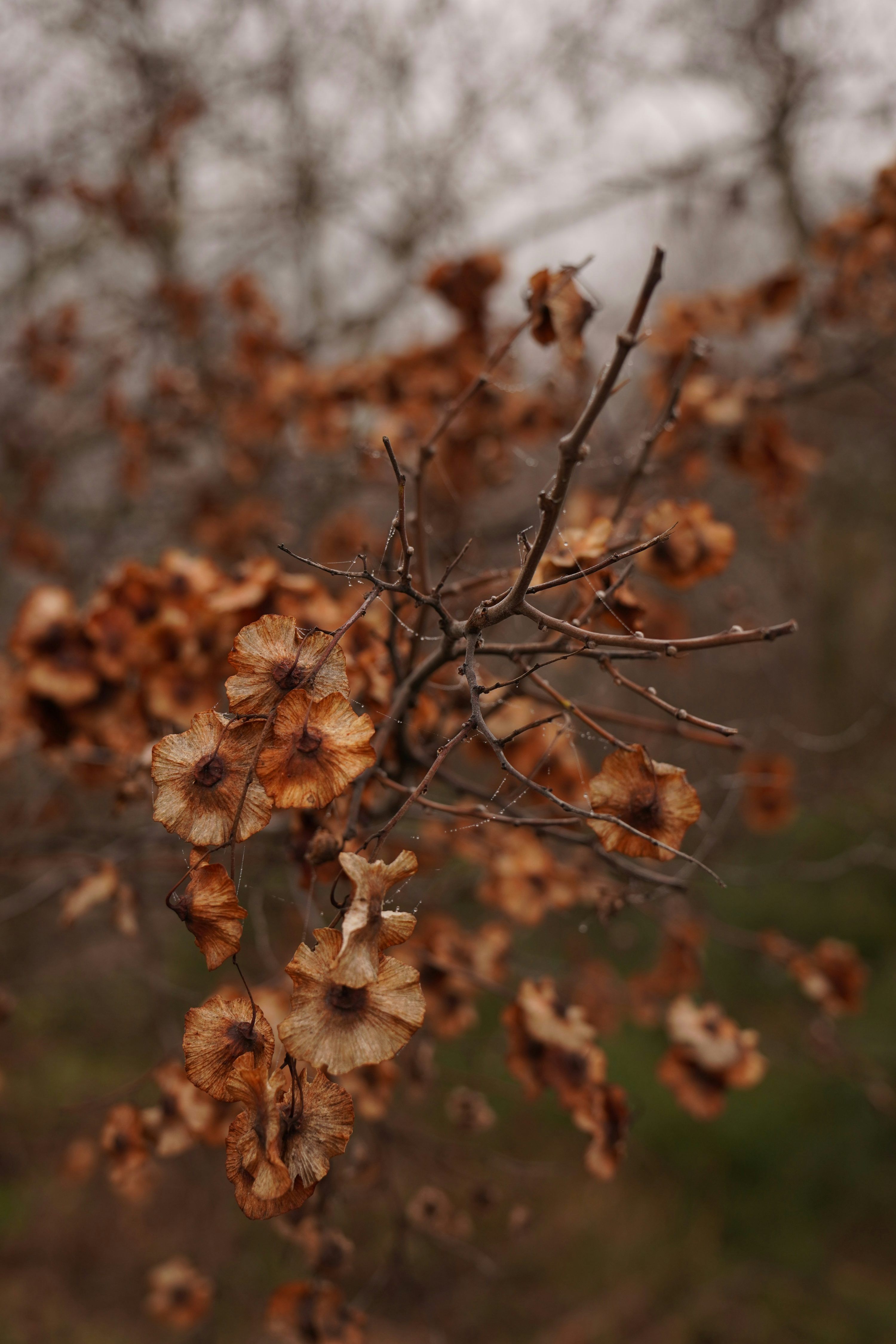 Brown Aesthetic Picture