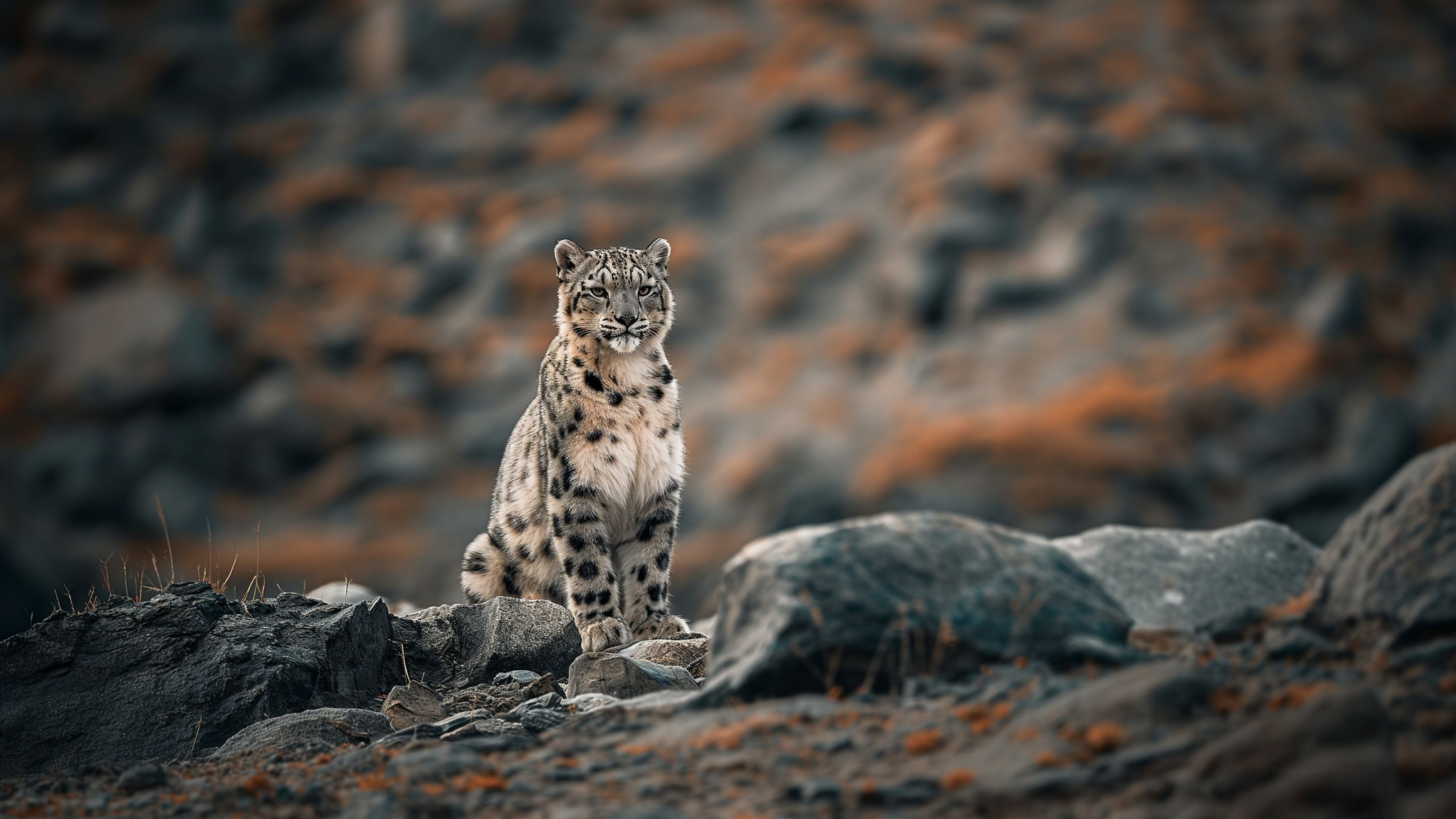 Leopard Wallpaper Animal, Cute