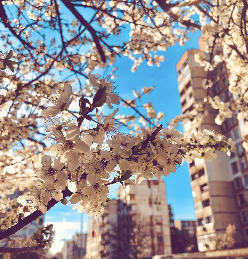 A tree branch with white flowers in front of a building - City