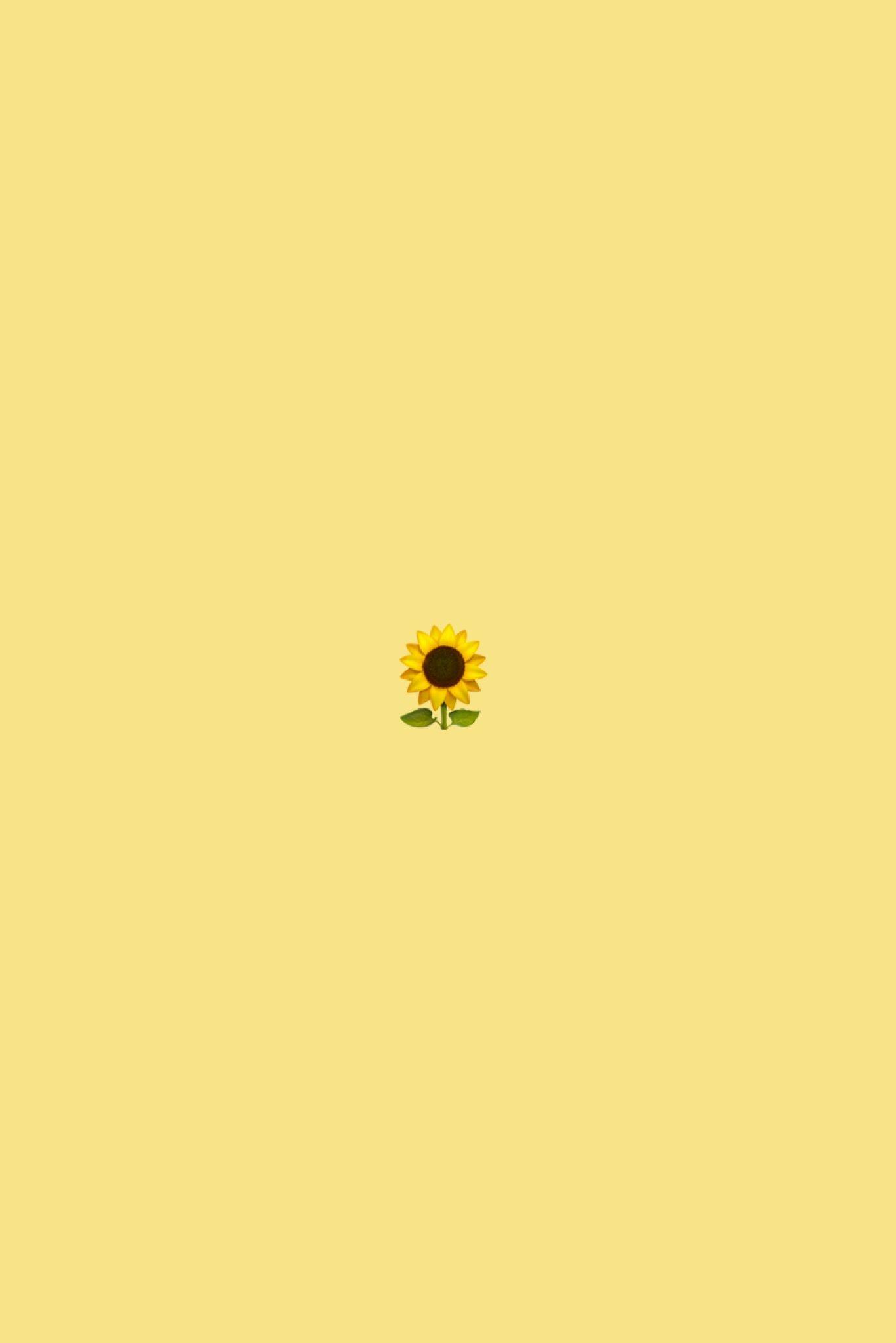 A sunflower on yellow background - Sunflower