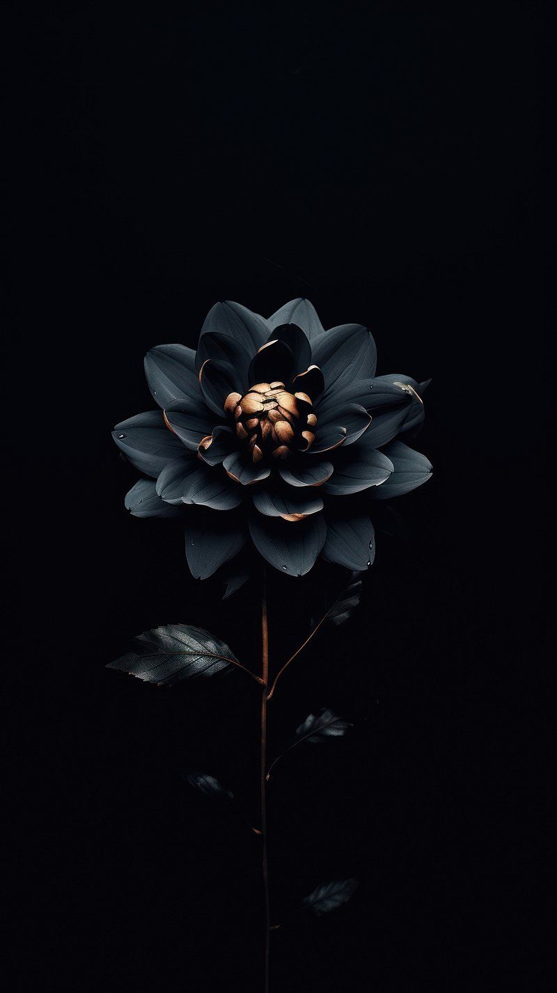 Wallpaper Aesthetic Black Rose Image