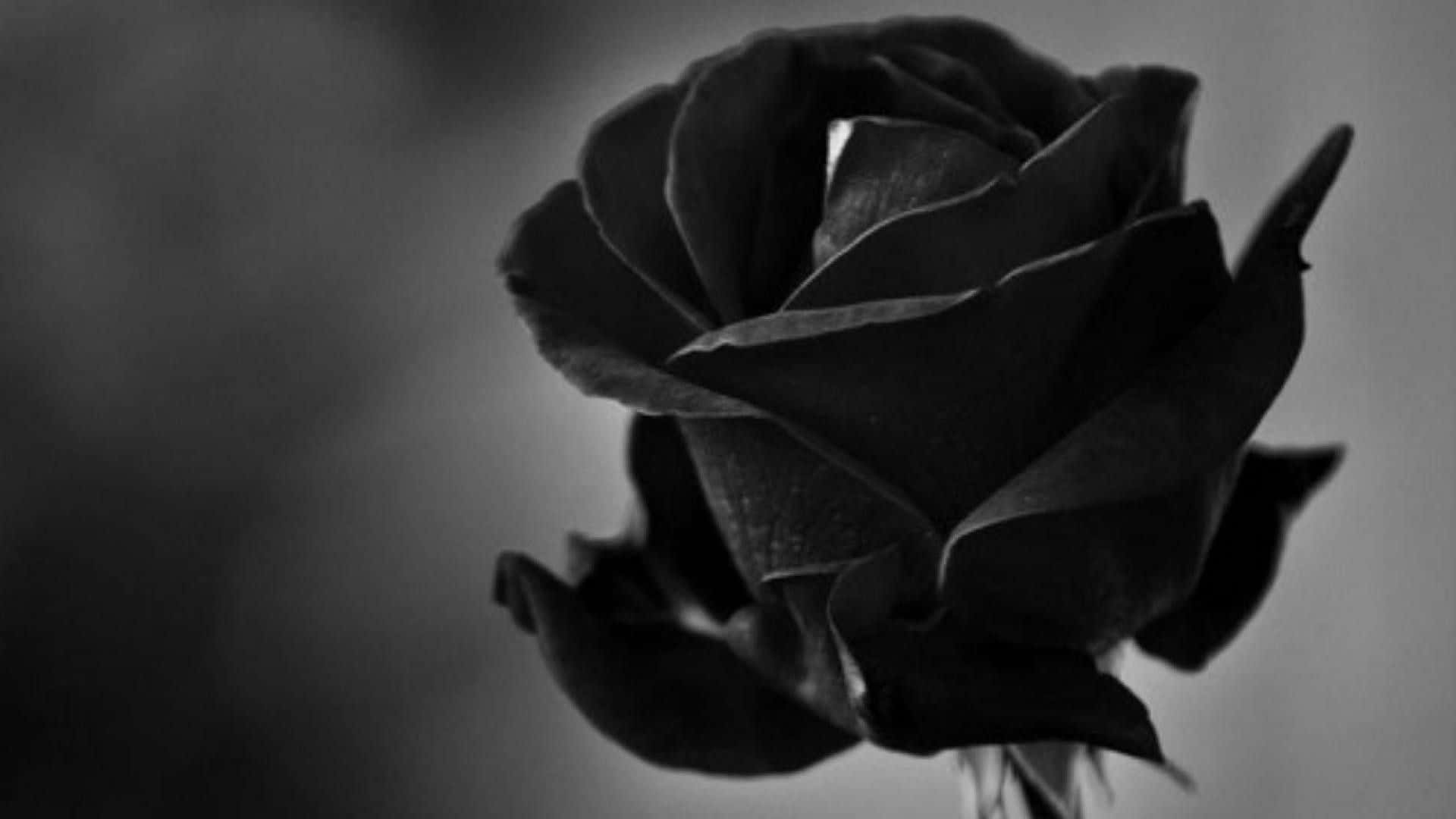 Black Rose Aesthetic Wallpaper