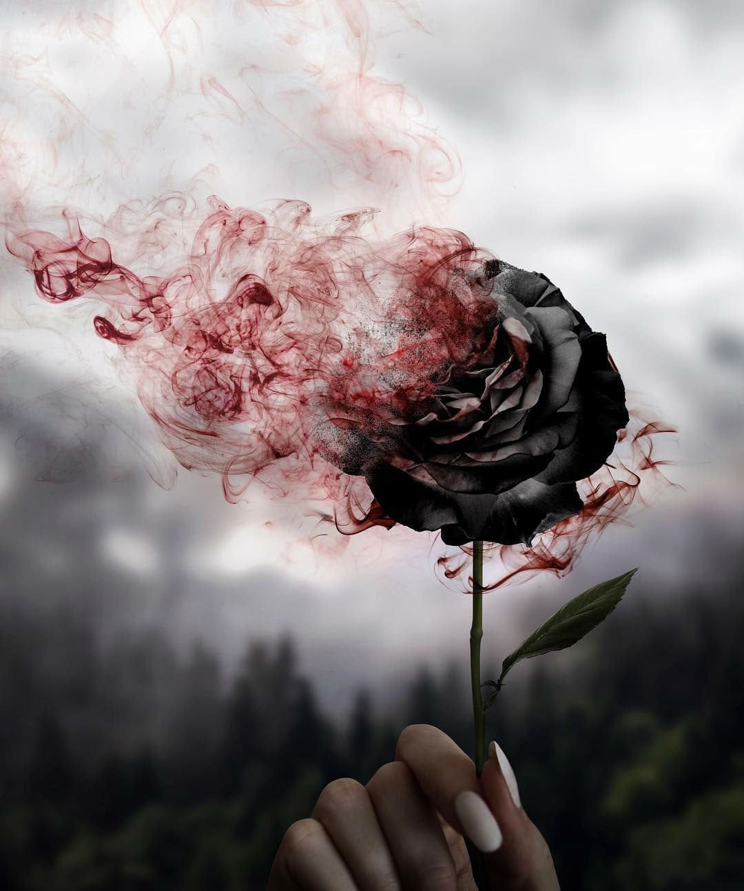 Black Rose, Natacha, Digital, 2018