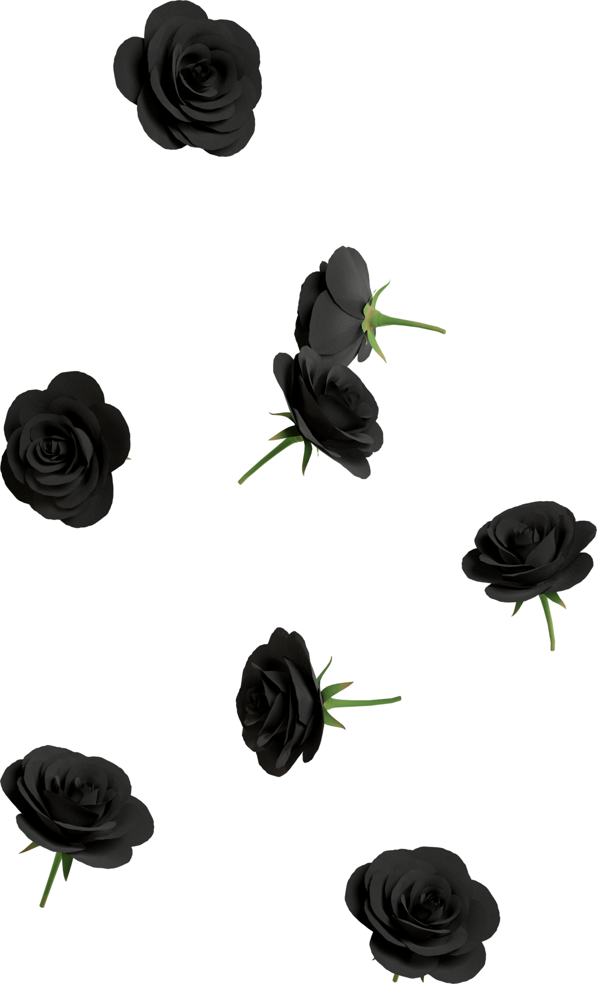 black rose flower PNG