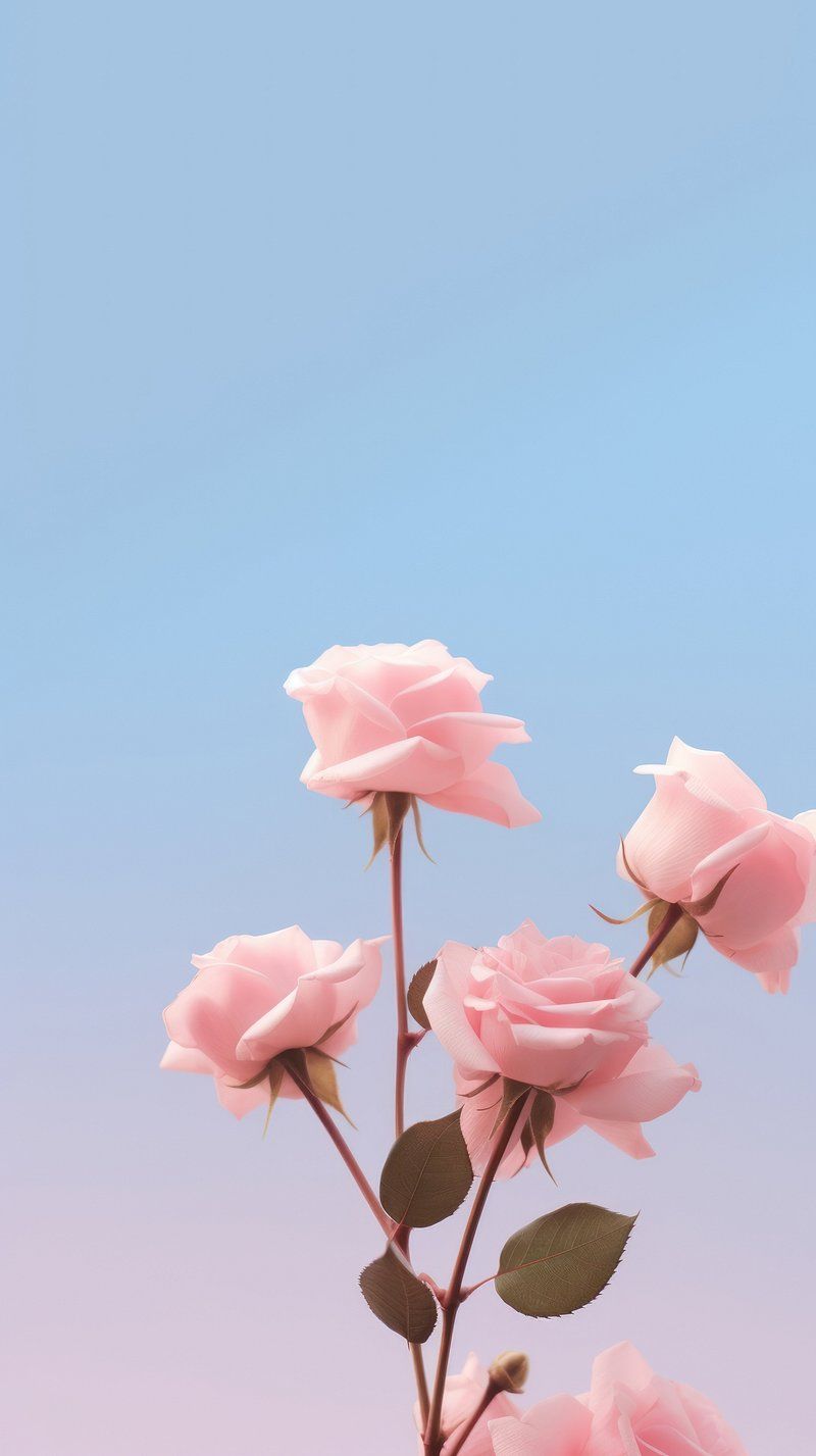 Roses iPhone Wallpaper. Free