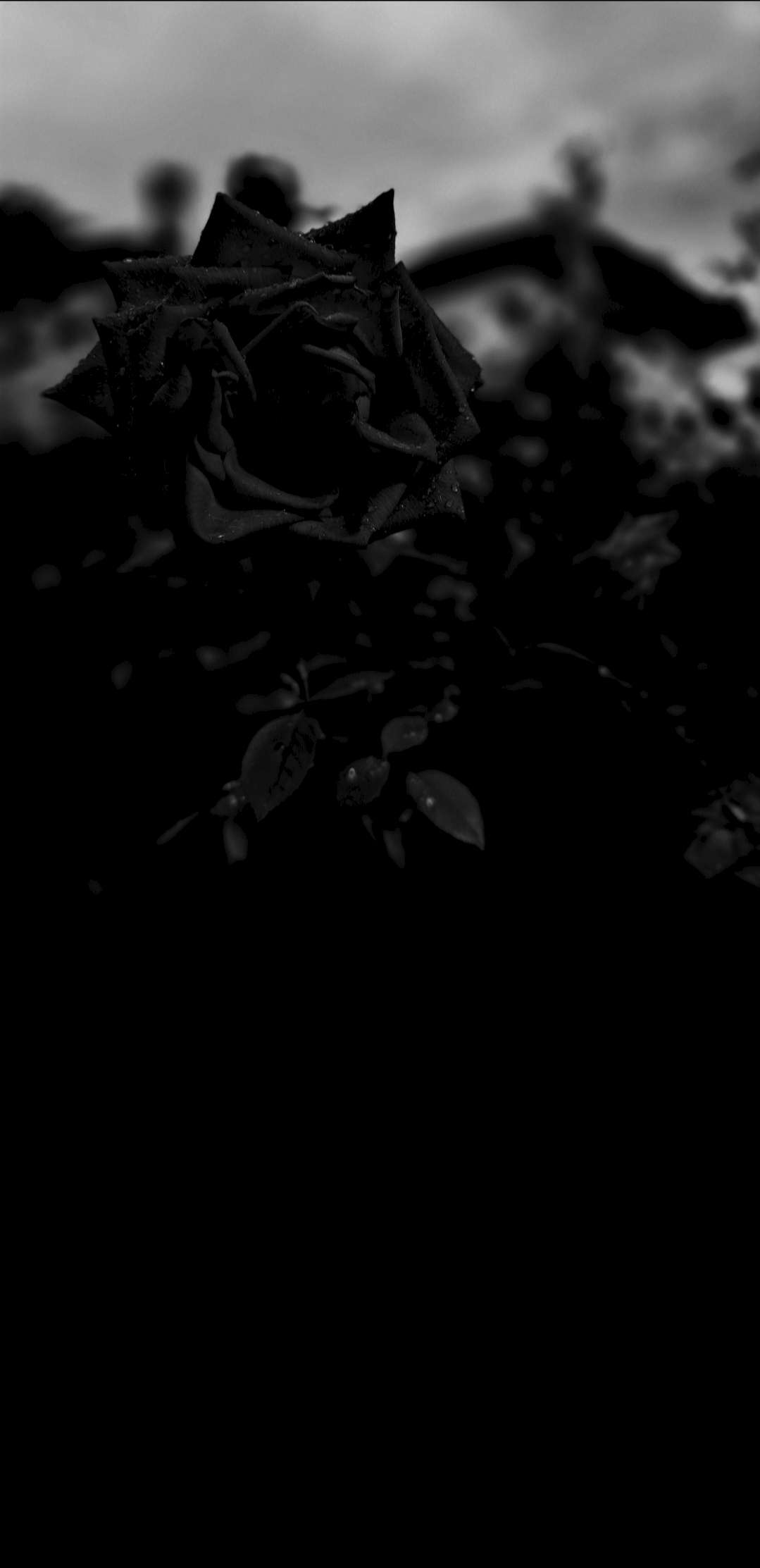 Black Rose (1079x2225) [OC] : r