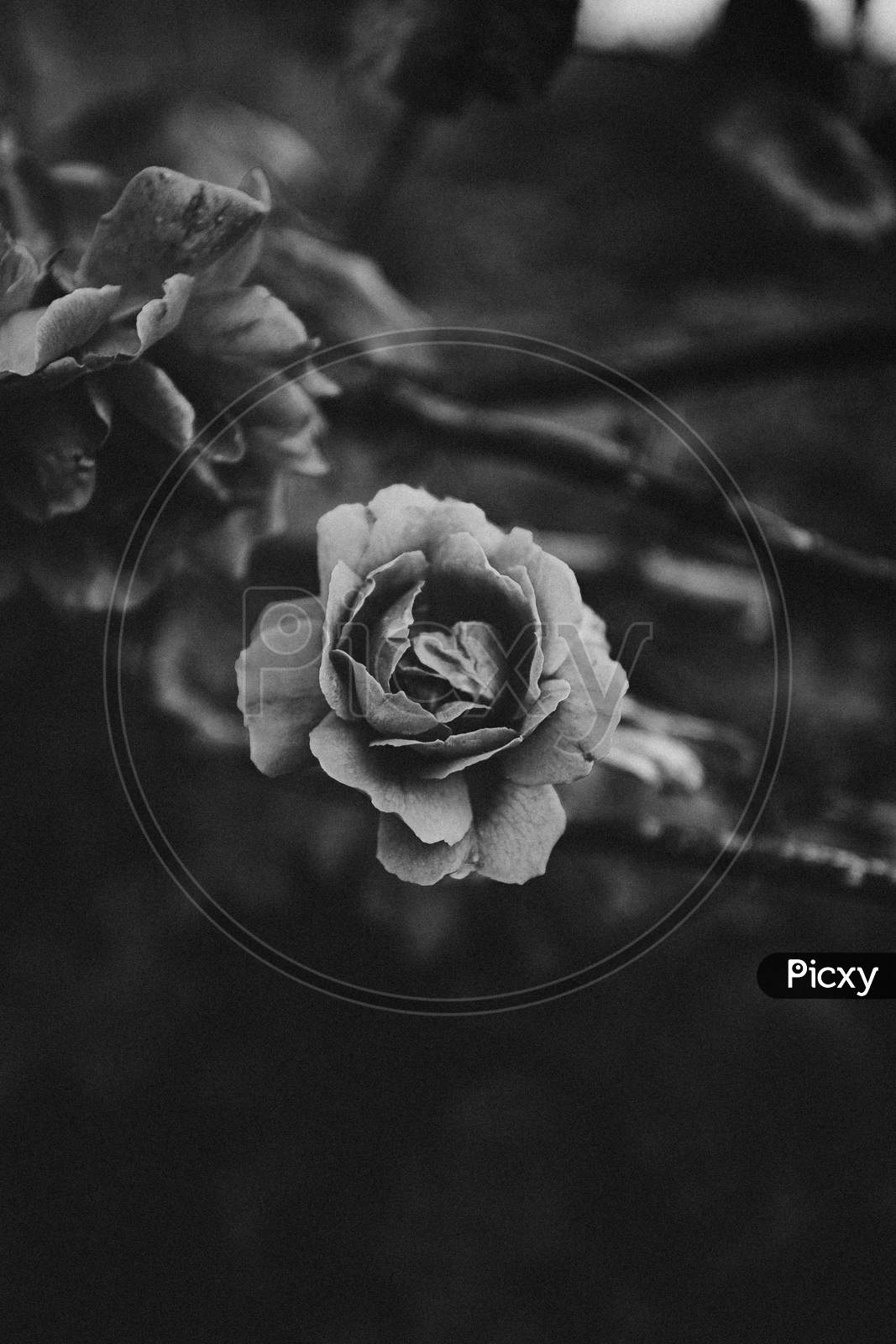 Image of Dramatic Black And White Rose