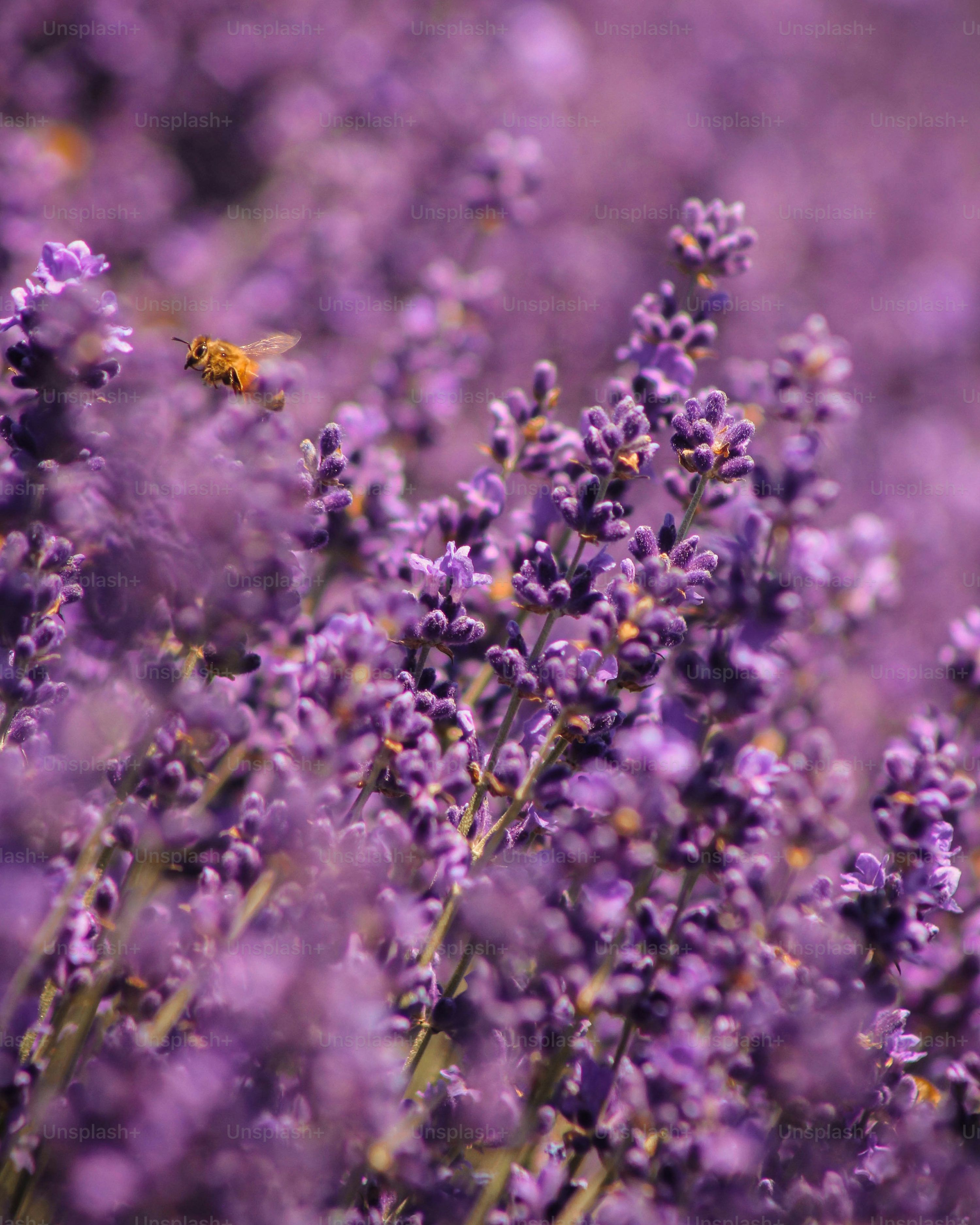 Best Lavender Field Picture HD