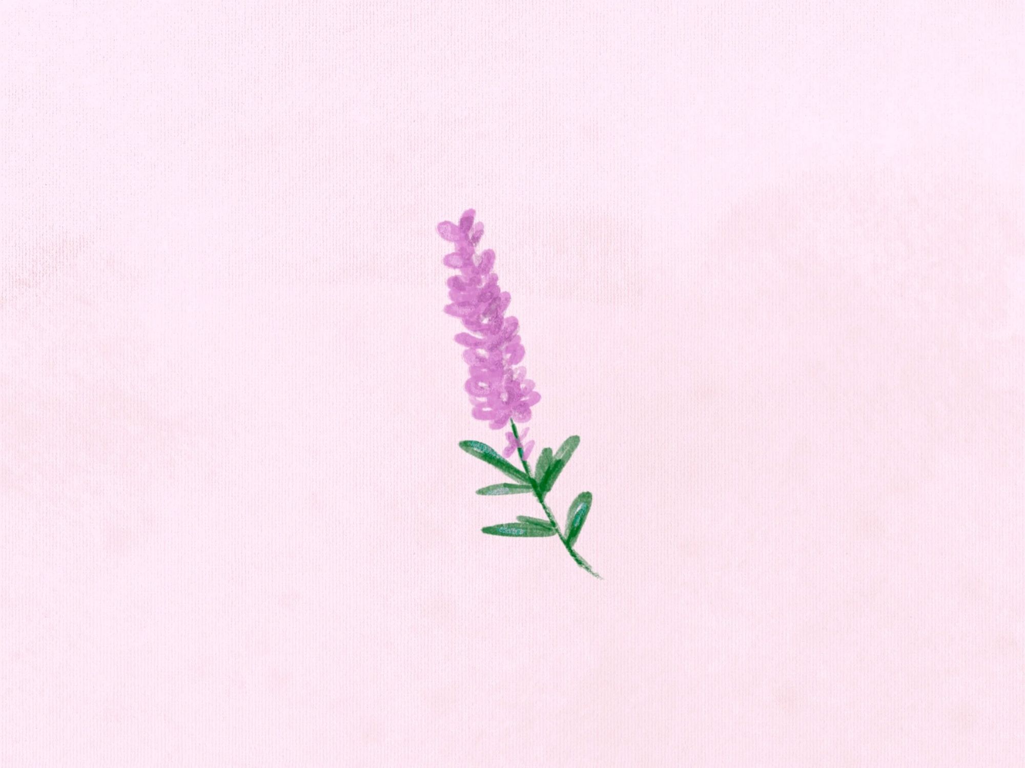 Lavender Wallpaper