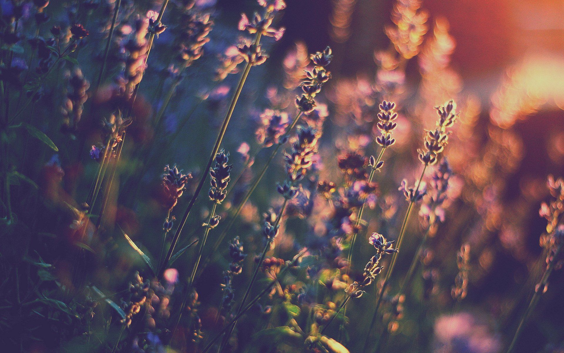 Bokeh Light Lavender Nature Flower