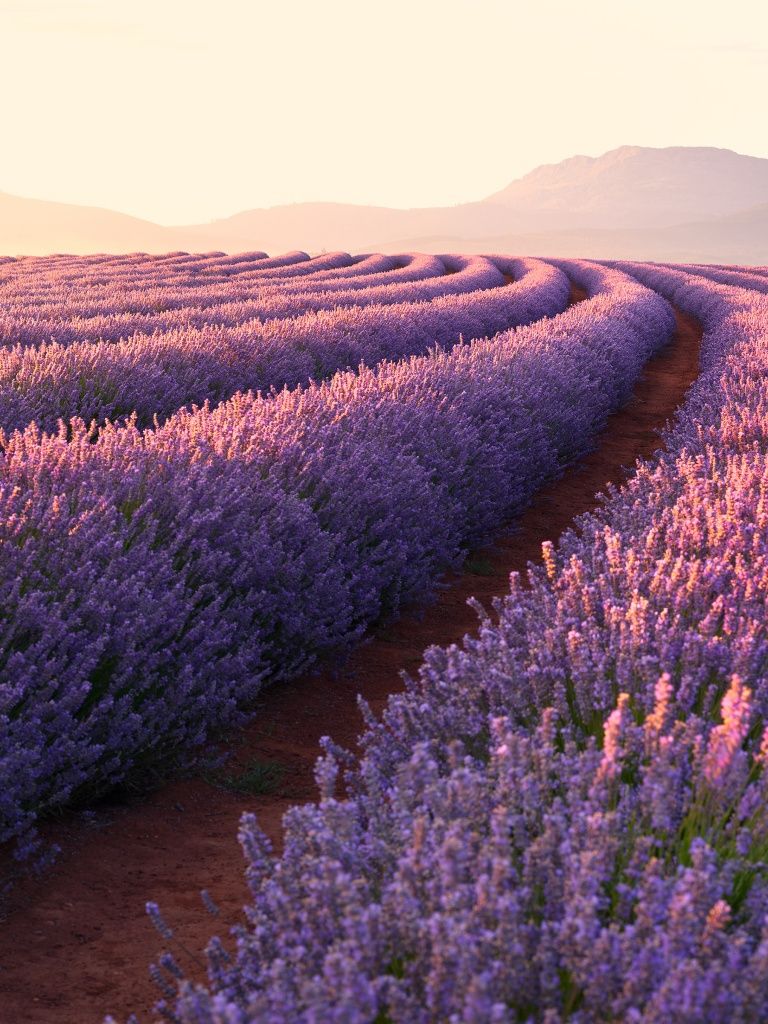 Wallpaper 4K, Lavender flowers, Sunrise