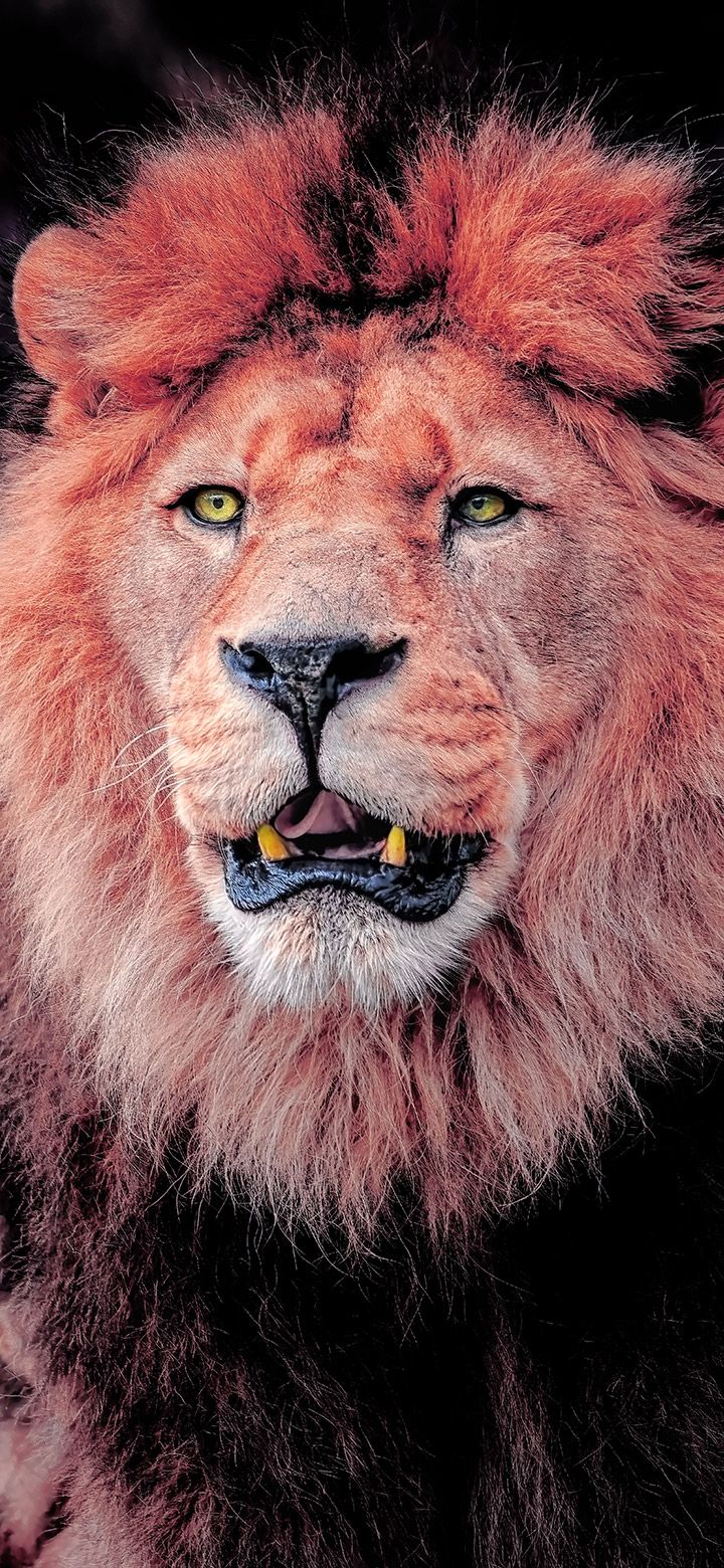 Brown Lion Looking Away 4K Phone Wallpaper