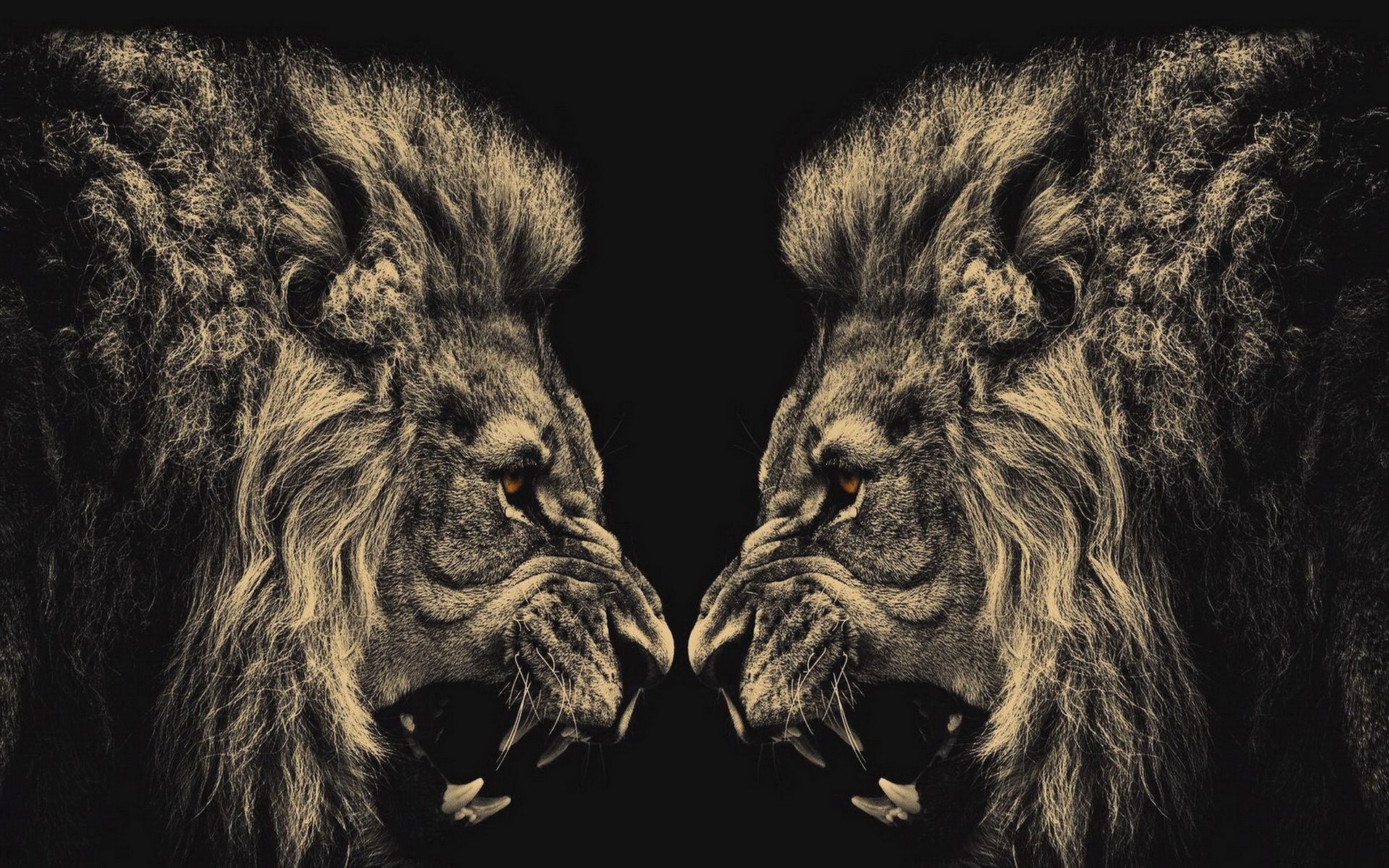 Lion Wallpaper