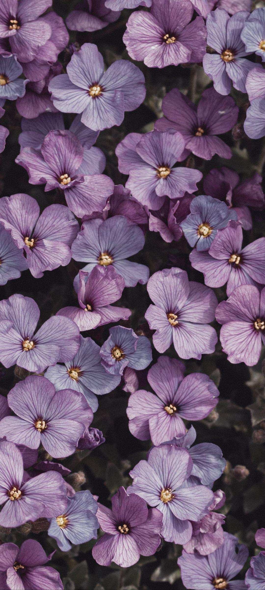A close up of some purple flowers - Flower