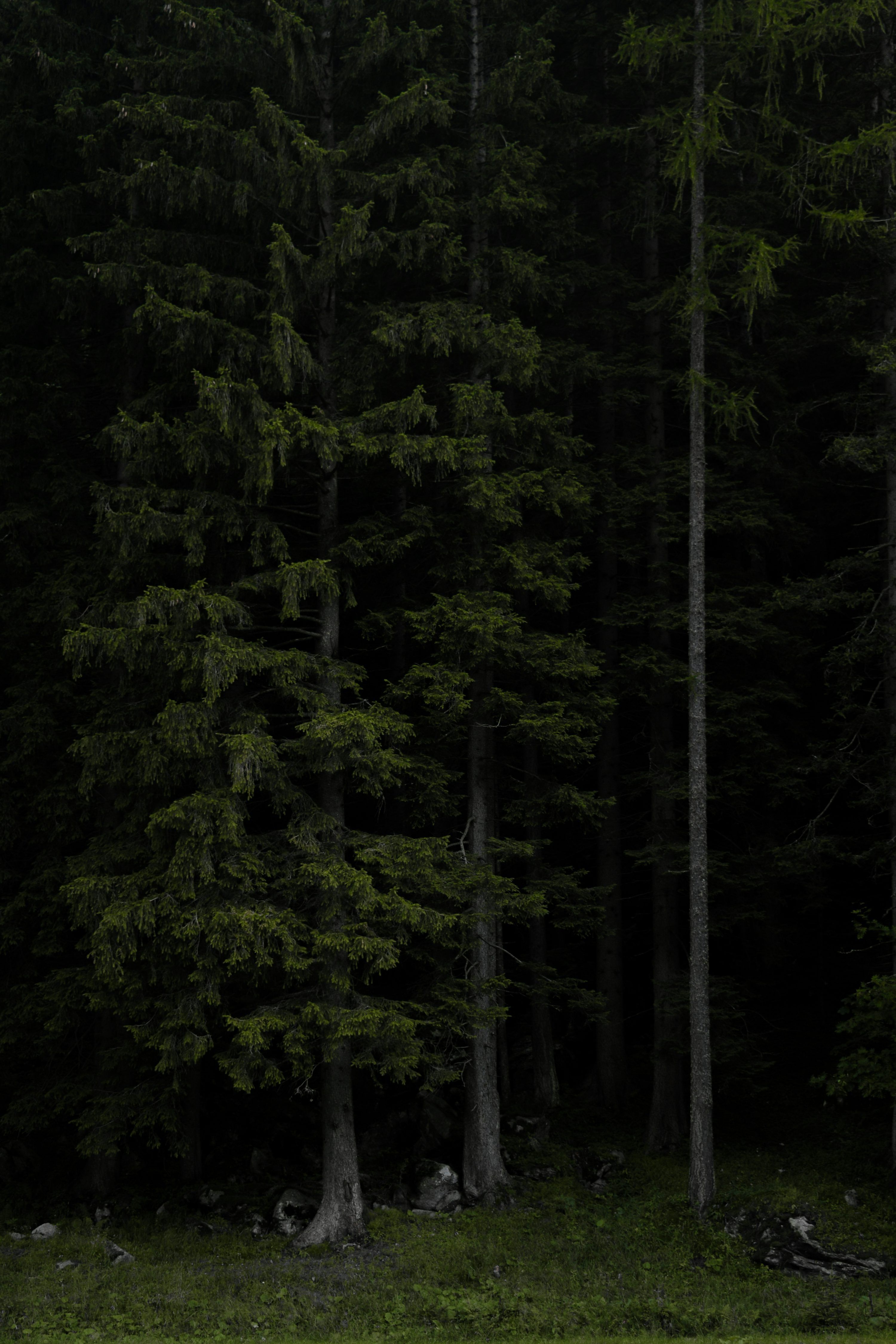 Dark Forest Picture HD