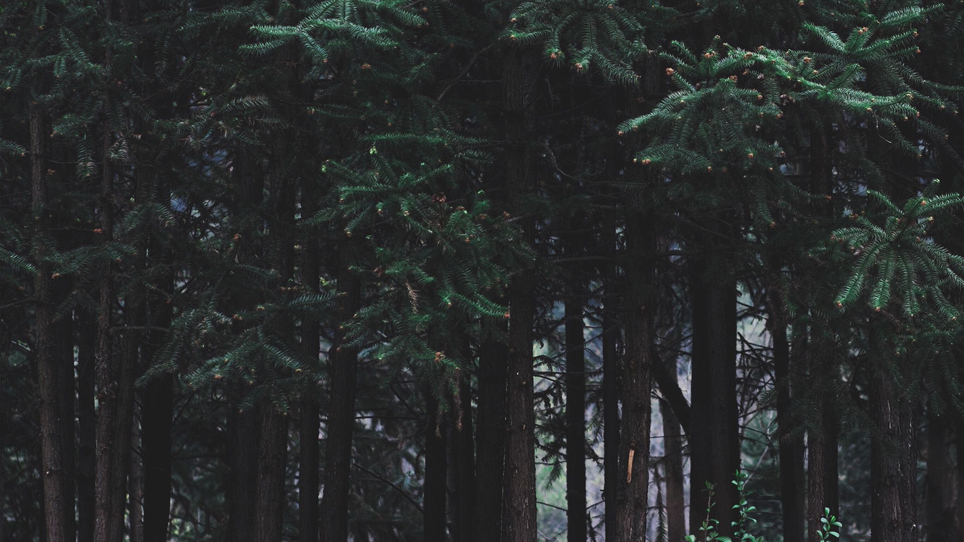 Wood Forest Dark Night Tree Nature