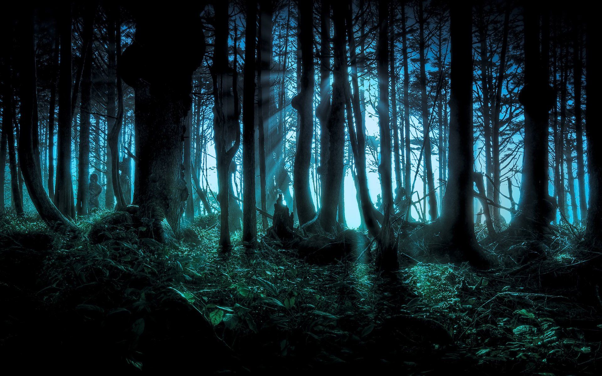 Spooky Night Forest HD Wallpaper