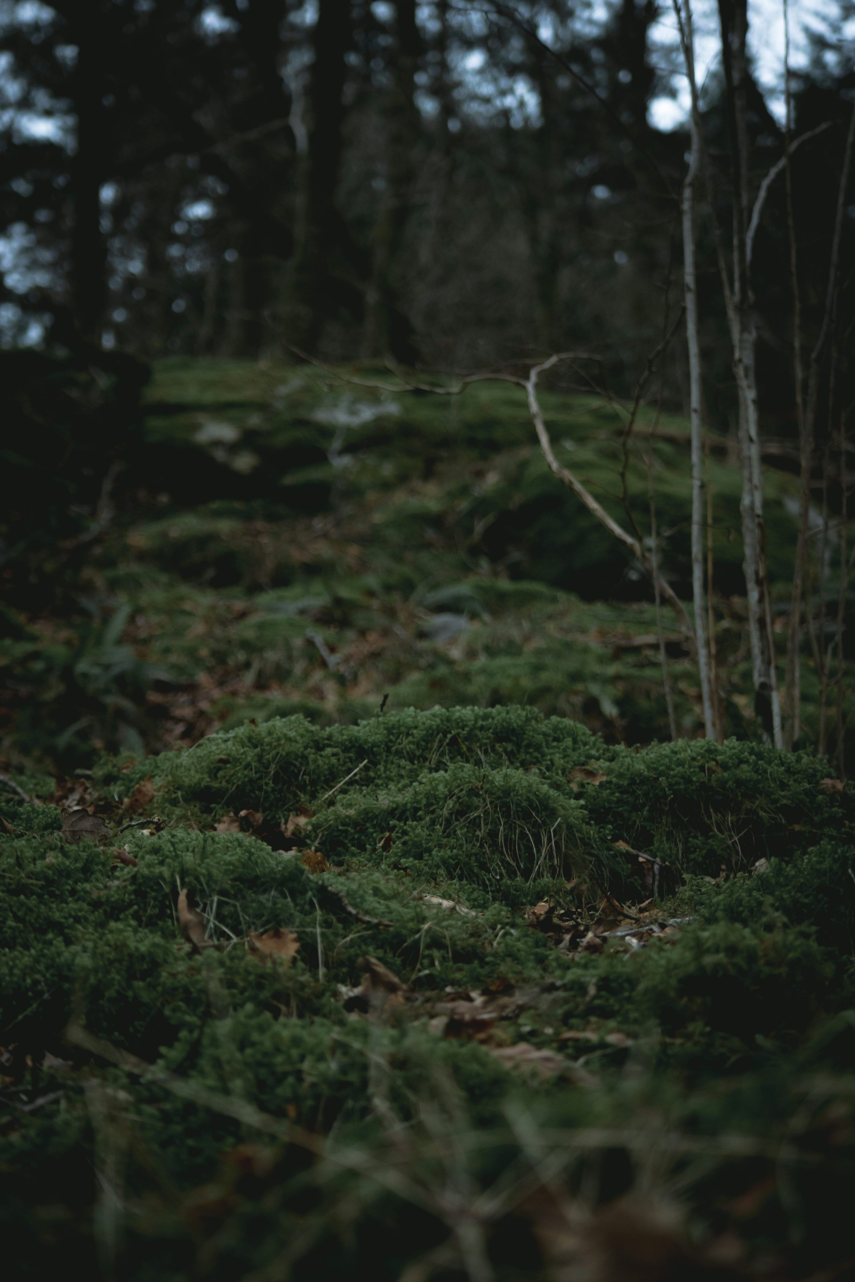 Dark Forest Picture HD