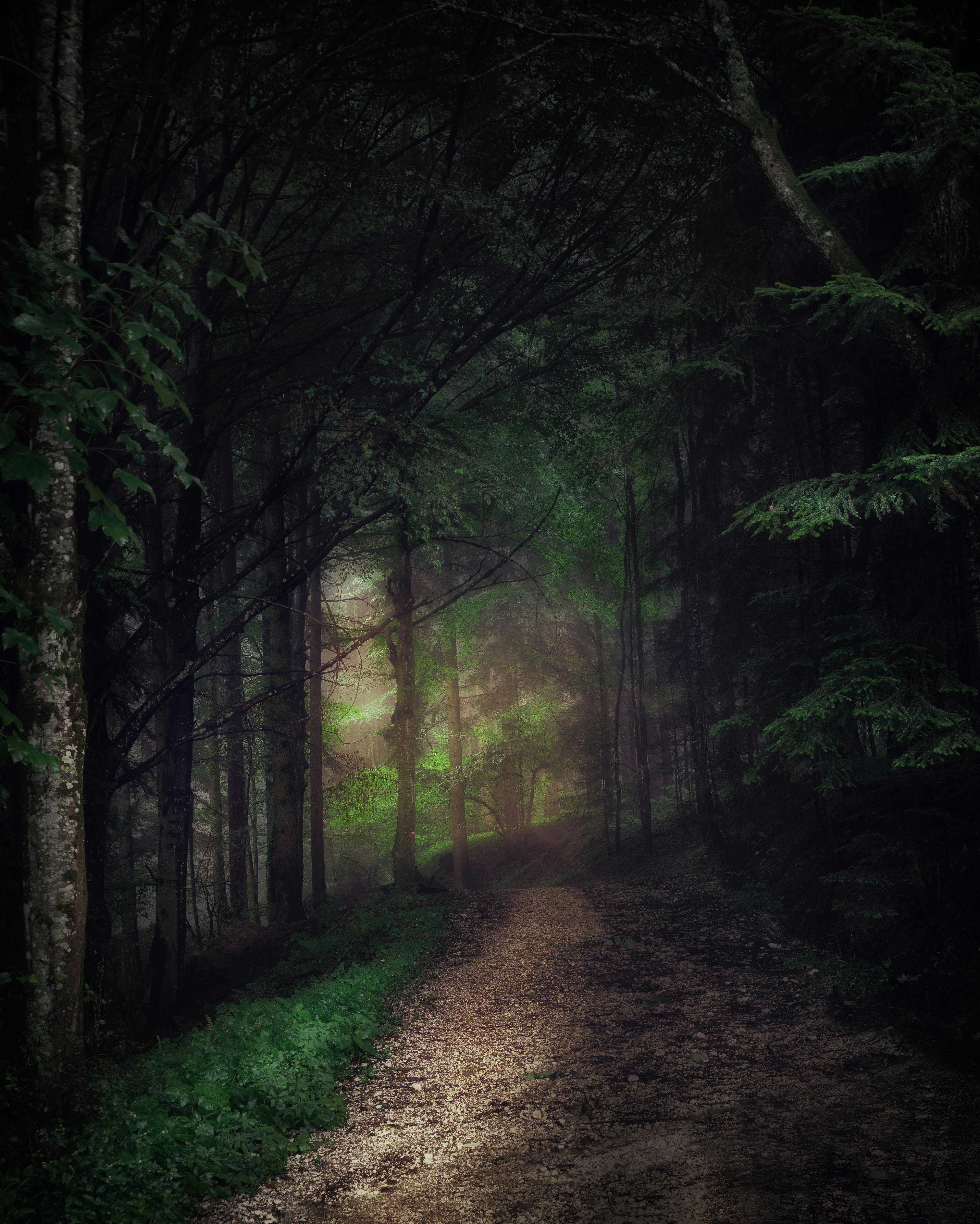 Dark Forest Photo, Download The BEST