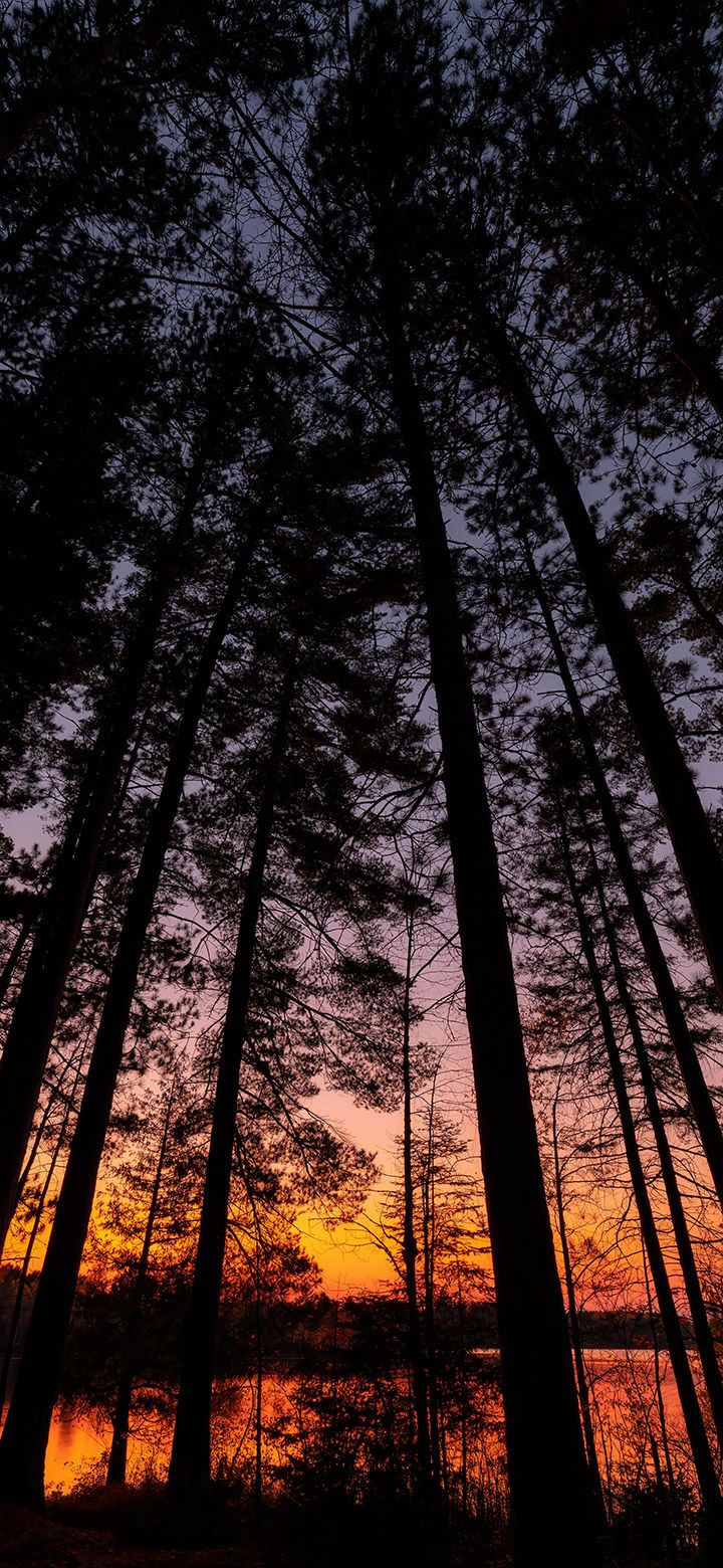 Dark Woods At Sunset 4K Phone Wallpaper