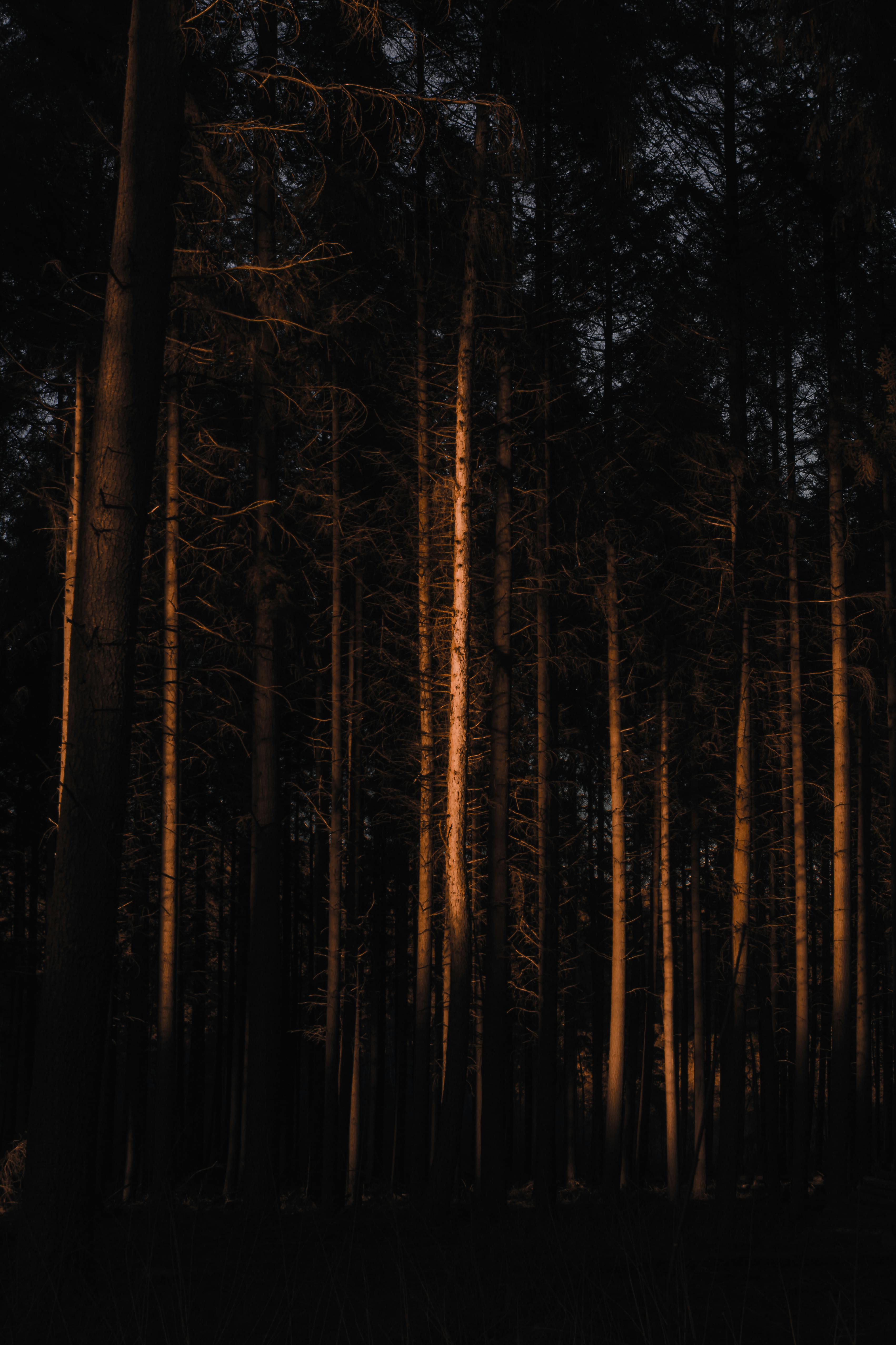 Dark Forest Wallpaper Photo, Download