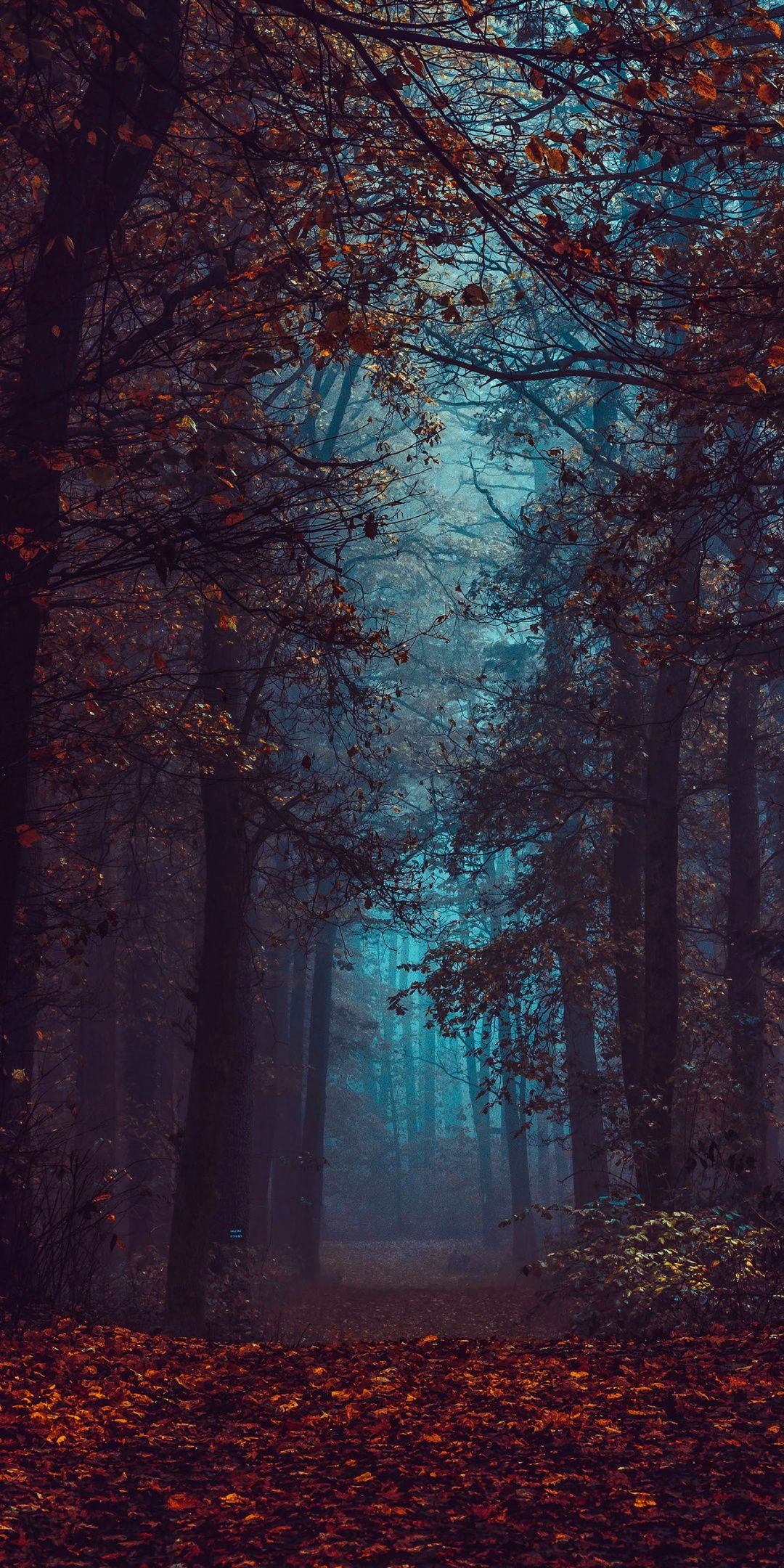 Forest Wallpaper 4K, Fall Foliage, Fog