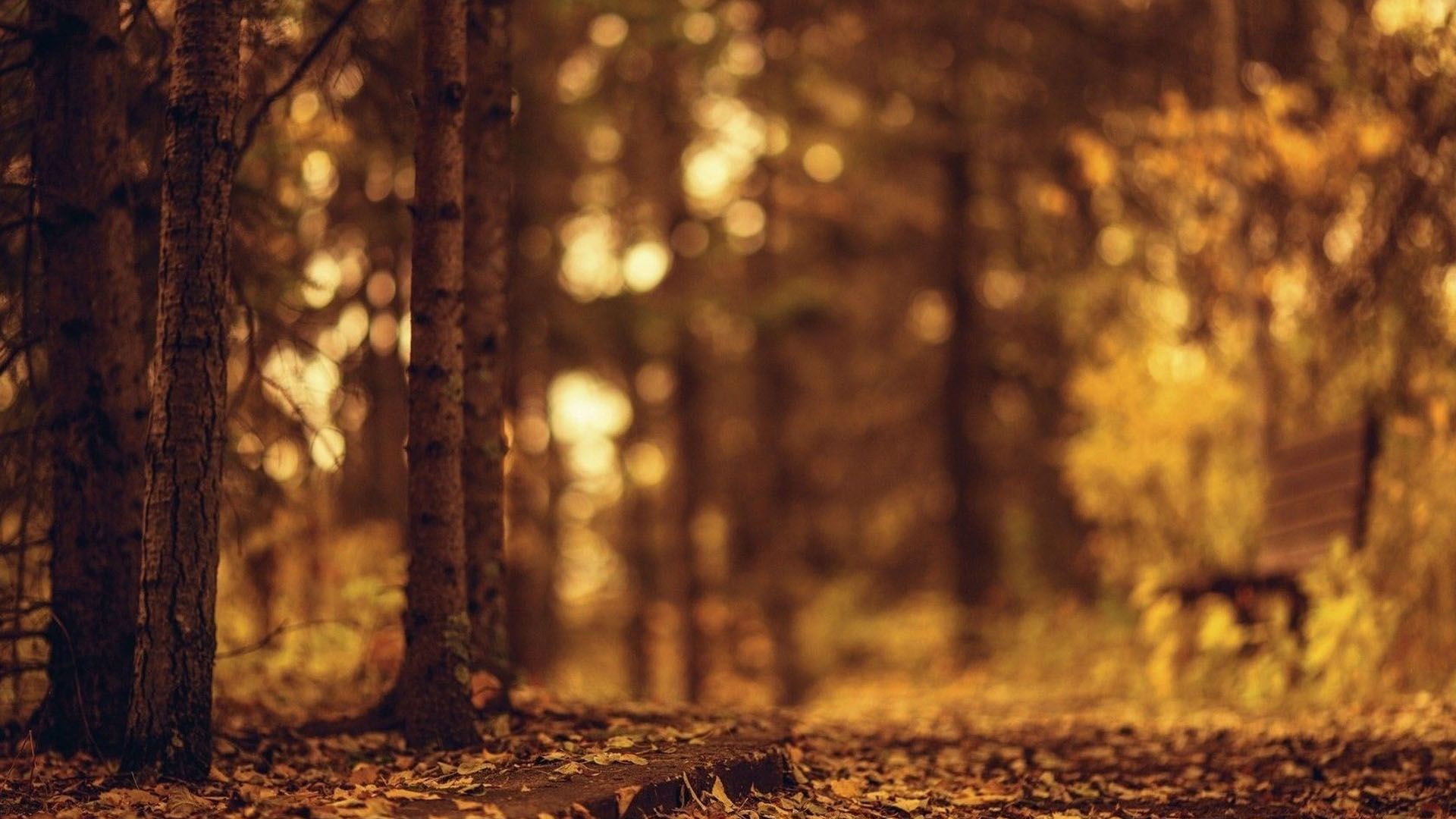 Trees Forest Yellow Brown Blur Bokeh