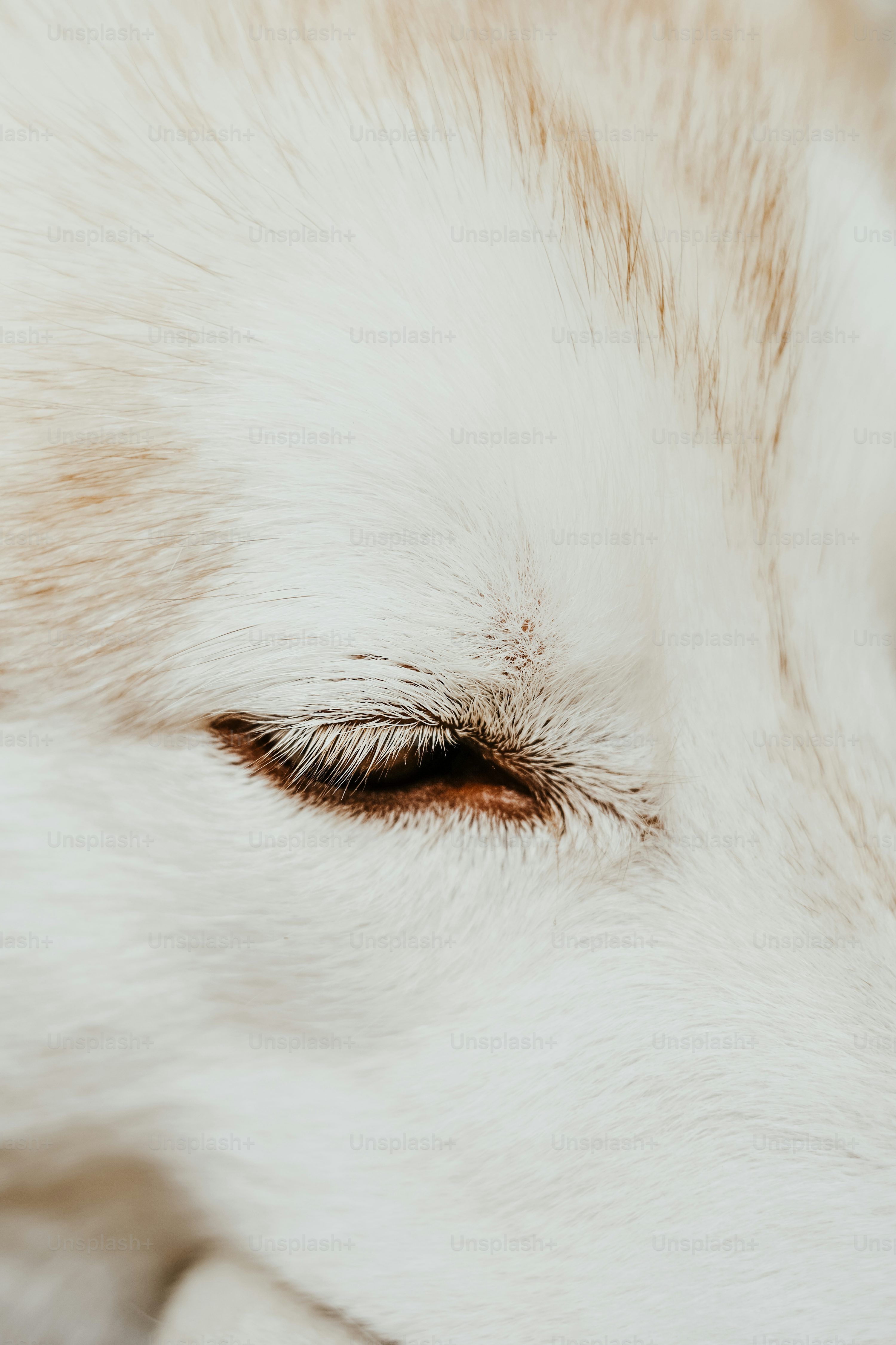 White Dog Picture [HD]. Download