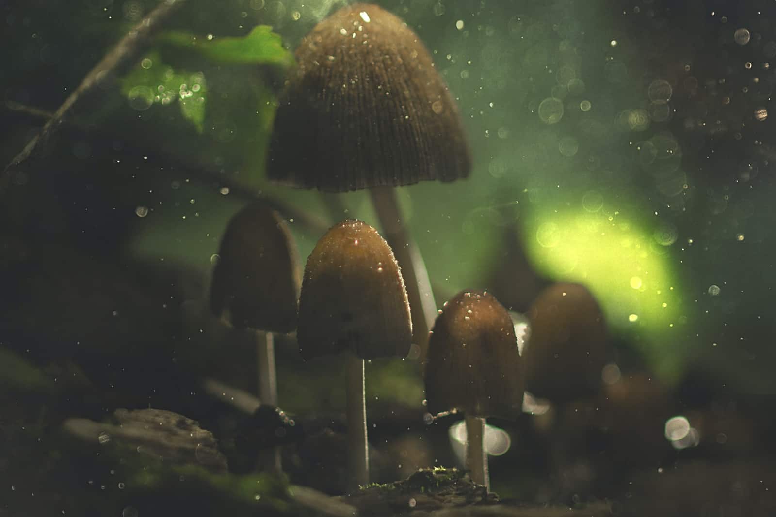 mushrooms Archives