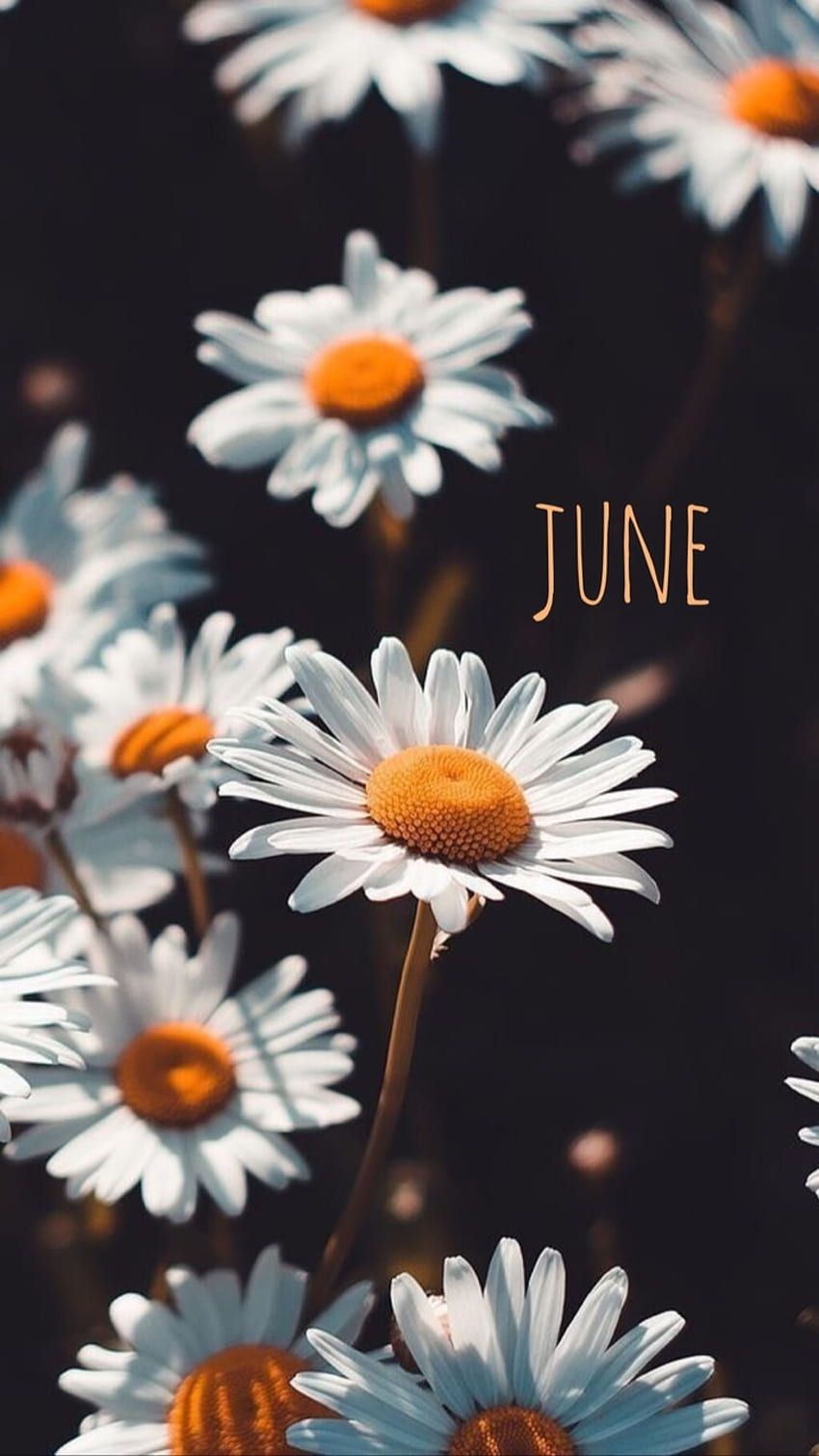 June aesthetic HD wallpaper