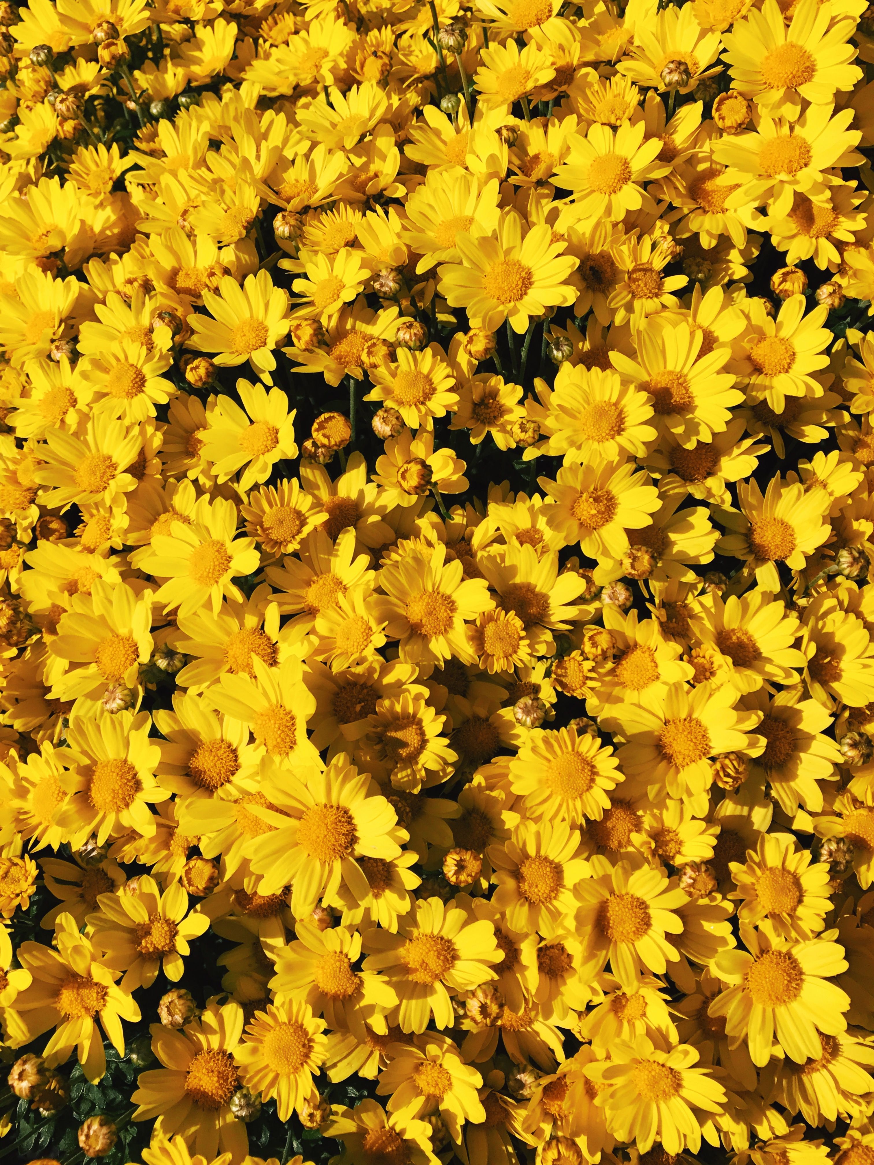 Yellow Flower Aesthetic Wallpaper Free Yellow Flower Aesthetic Background