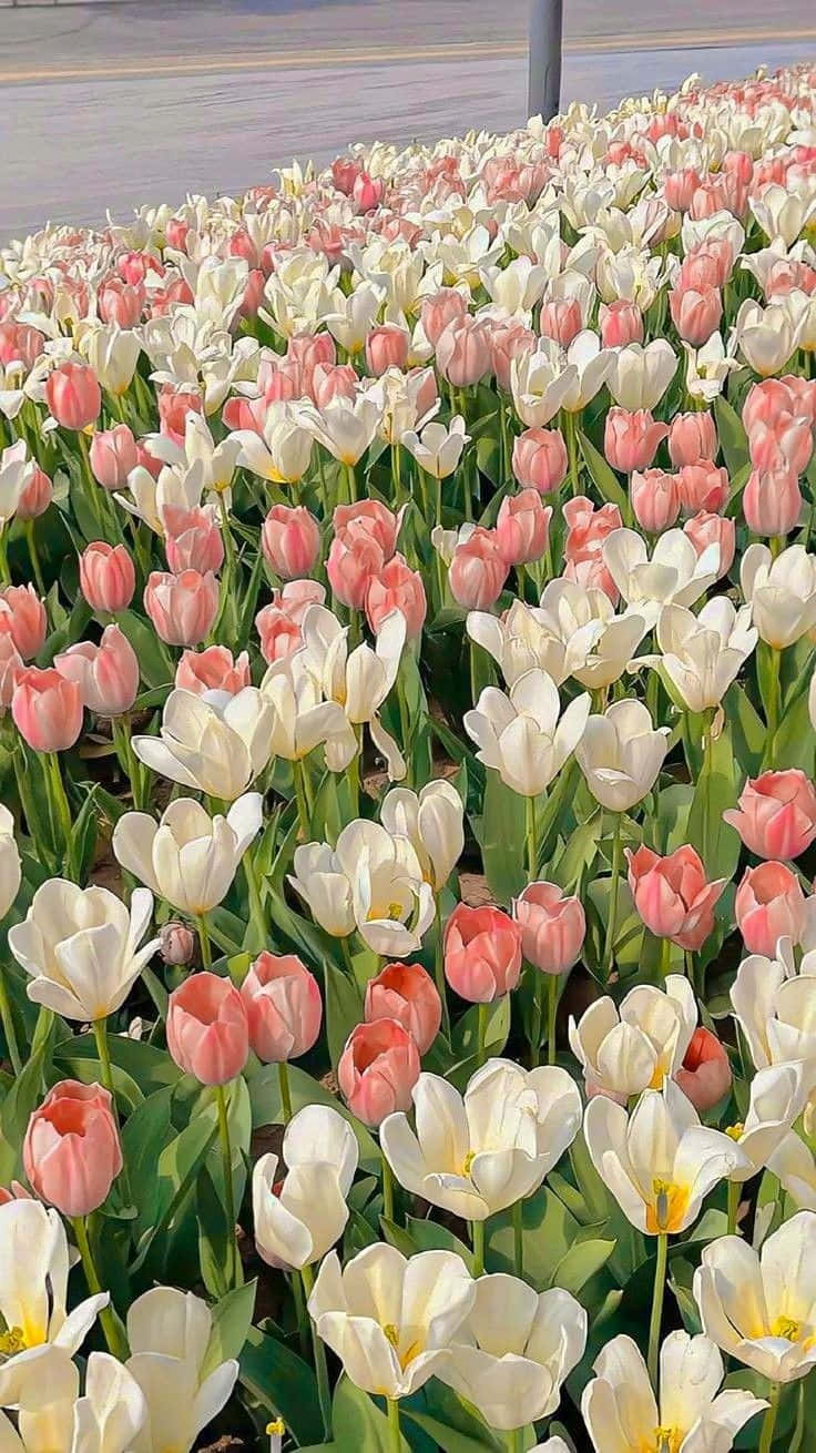 Download Vibrant_ Tulip_ Field_