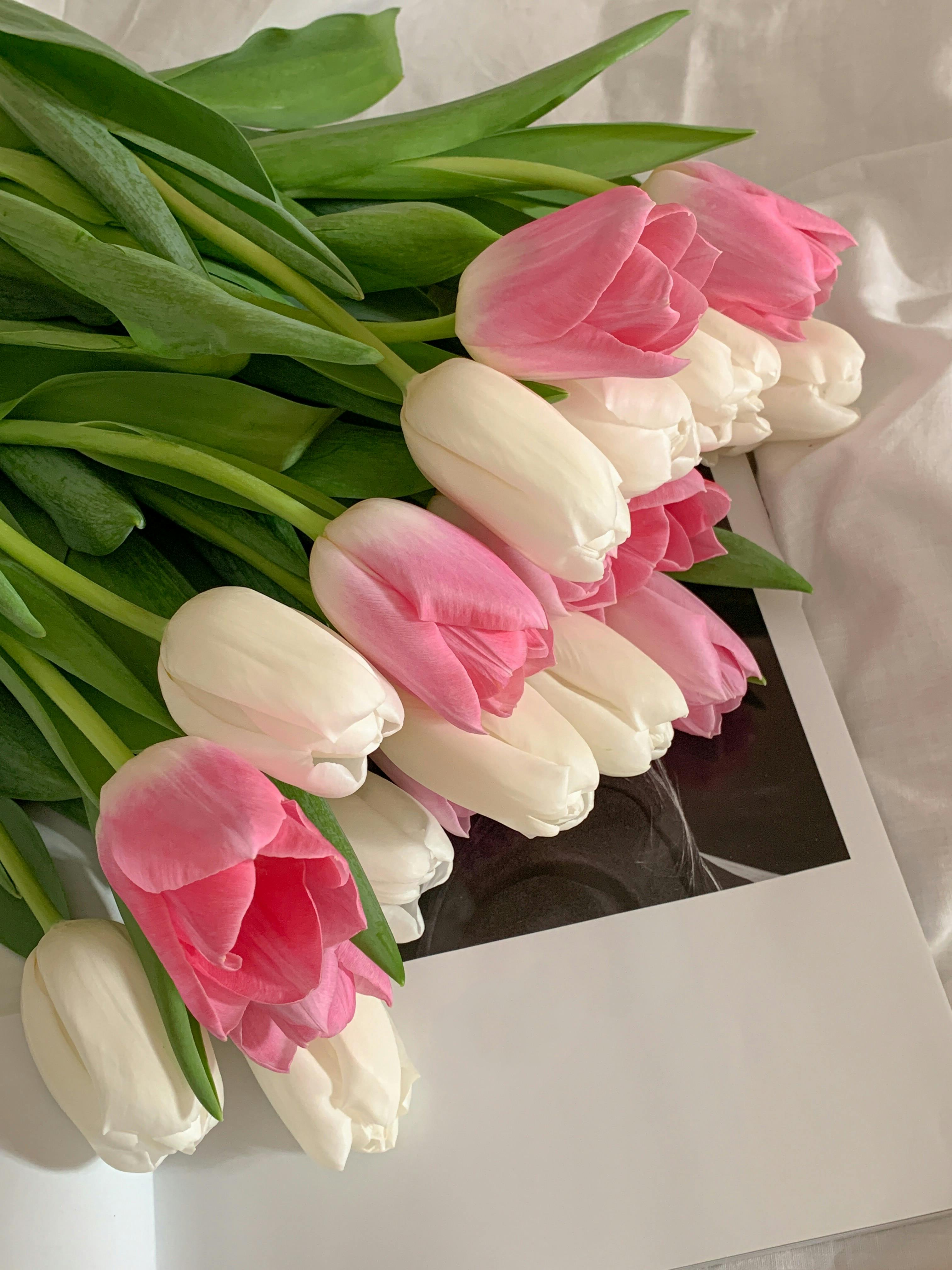 White Tulips Photo, Download The BEST