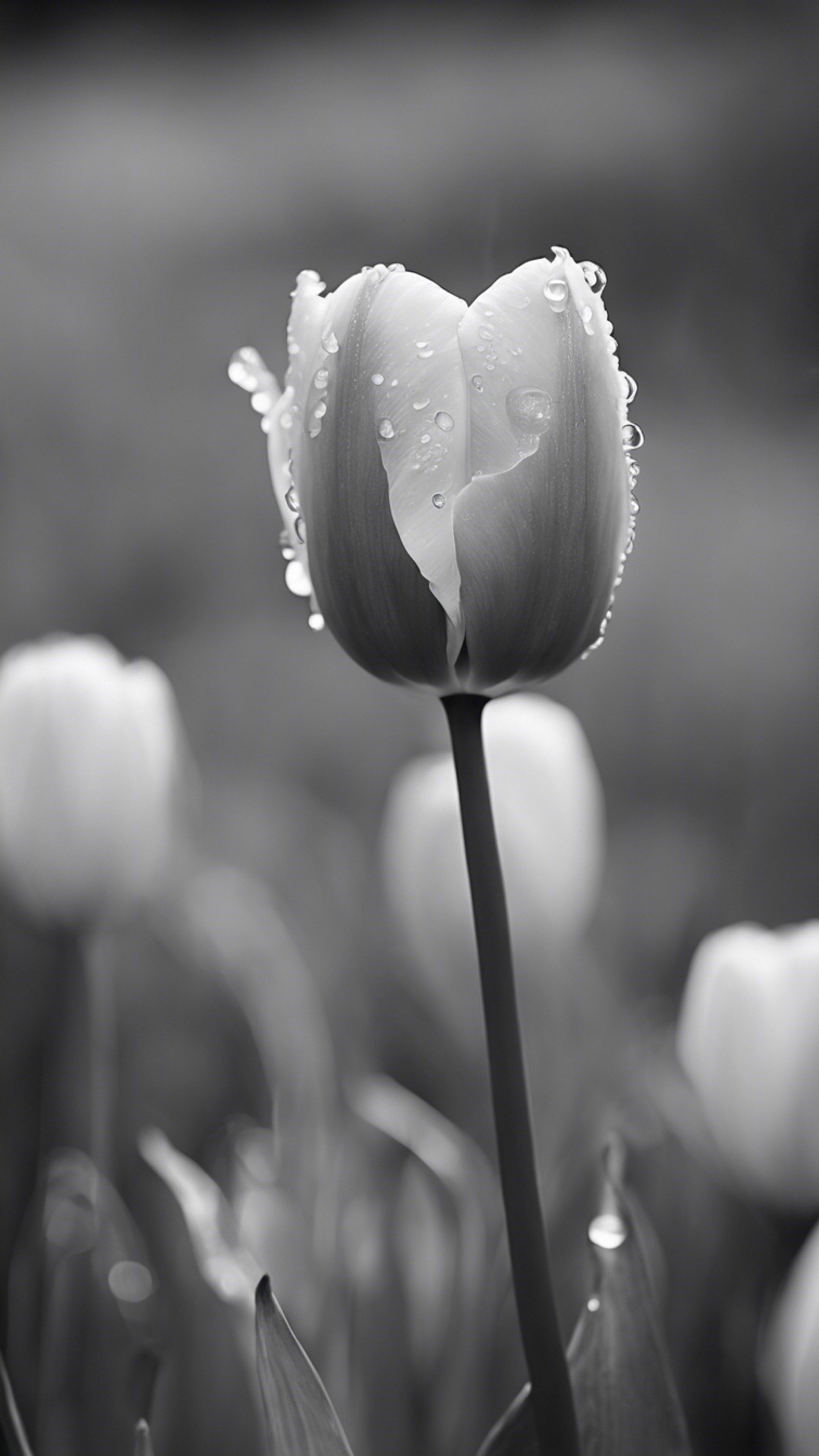 A Black And White Photograph Of A Tulip