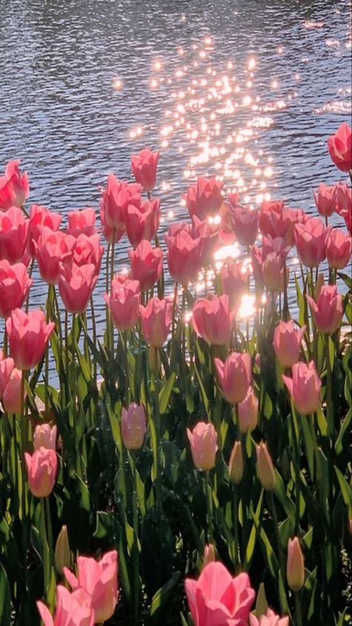 Tulip wallpaper APK for Android Download